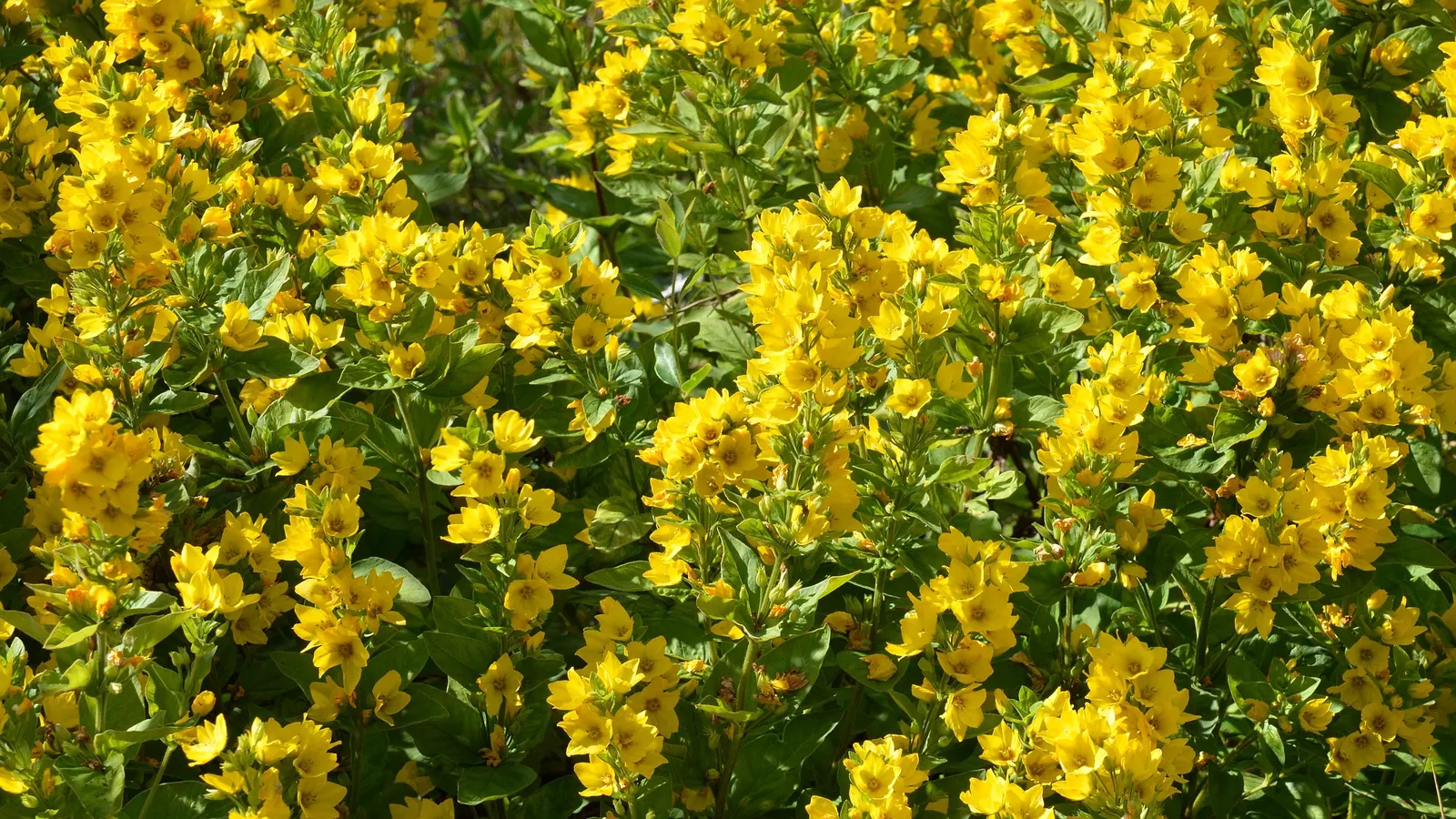 Yellow Loosestrife (Lysimachia Punctata) — scientifically known as Lysimachia punctata; ideal for borders or waterside plantings