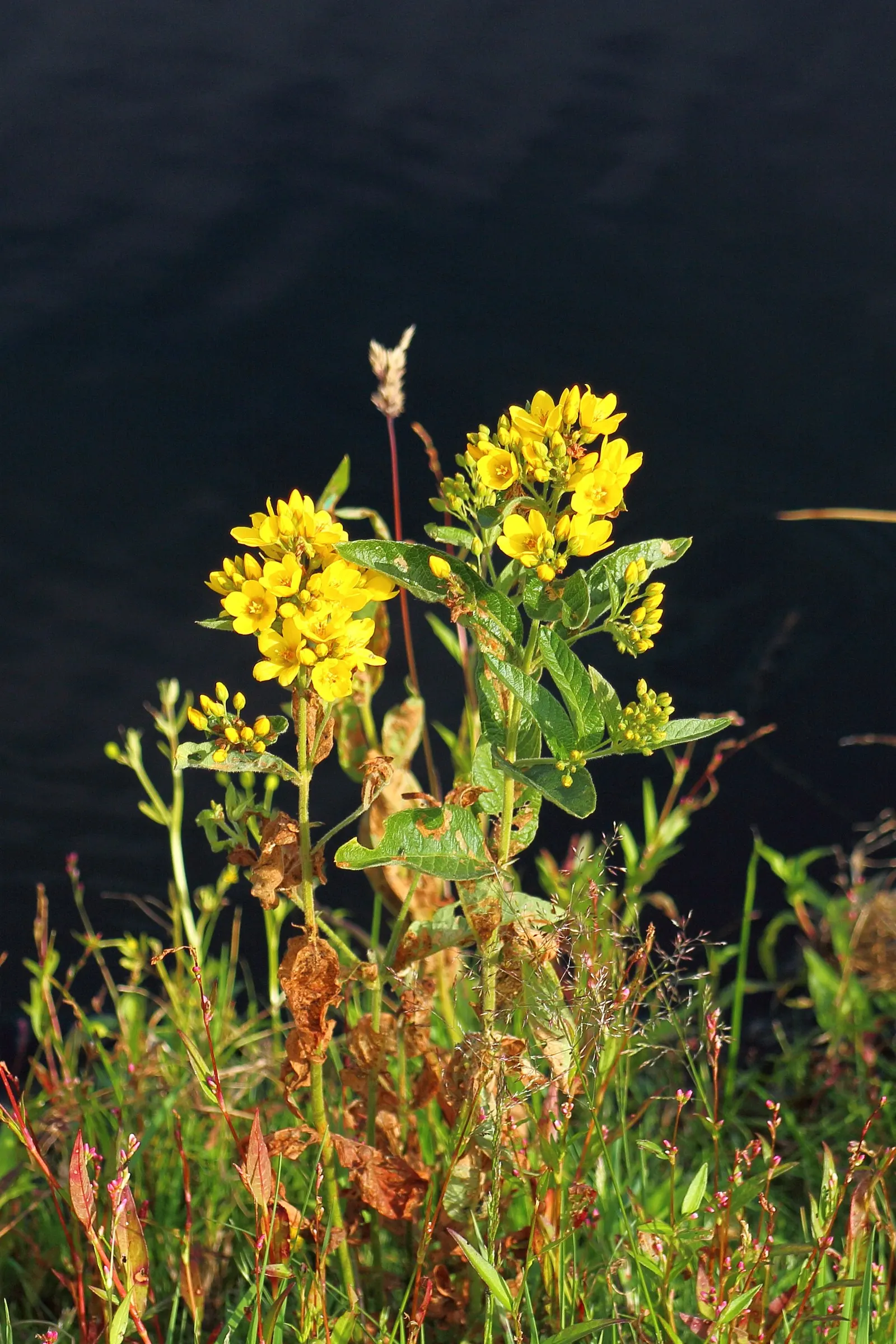Yellow Loosestrife (Lysimachia Punctata) — Thriving in USDA zones 4-8, it reaches 24-36 inches in height and spreads approximately 18-24 inches, image 195