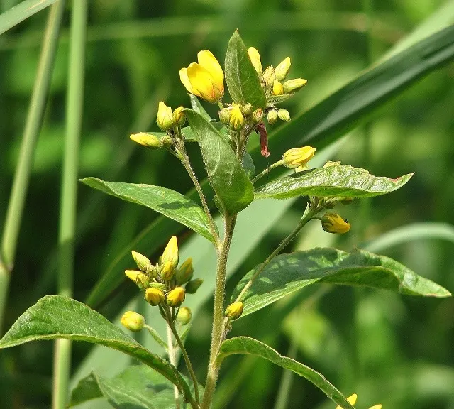 Yellow Loosestrife (Lysimachia Punctata) — creating a full and bushy appearance; herbaceous perennial that is a favored addition to garden designs, image 108