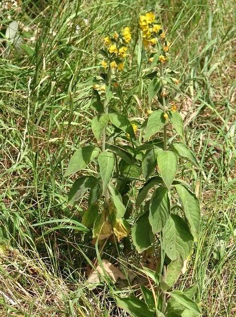 Yellow Loosestrife (Lysimachia Punctata) — flowering from early to mid-summer
