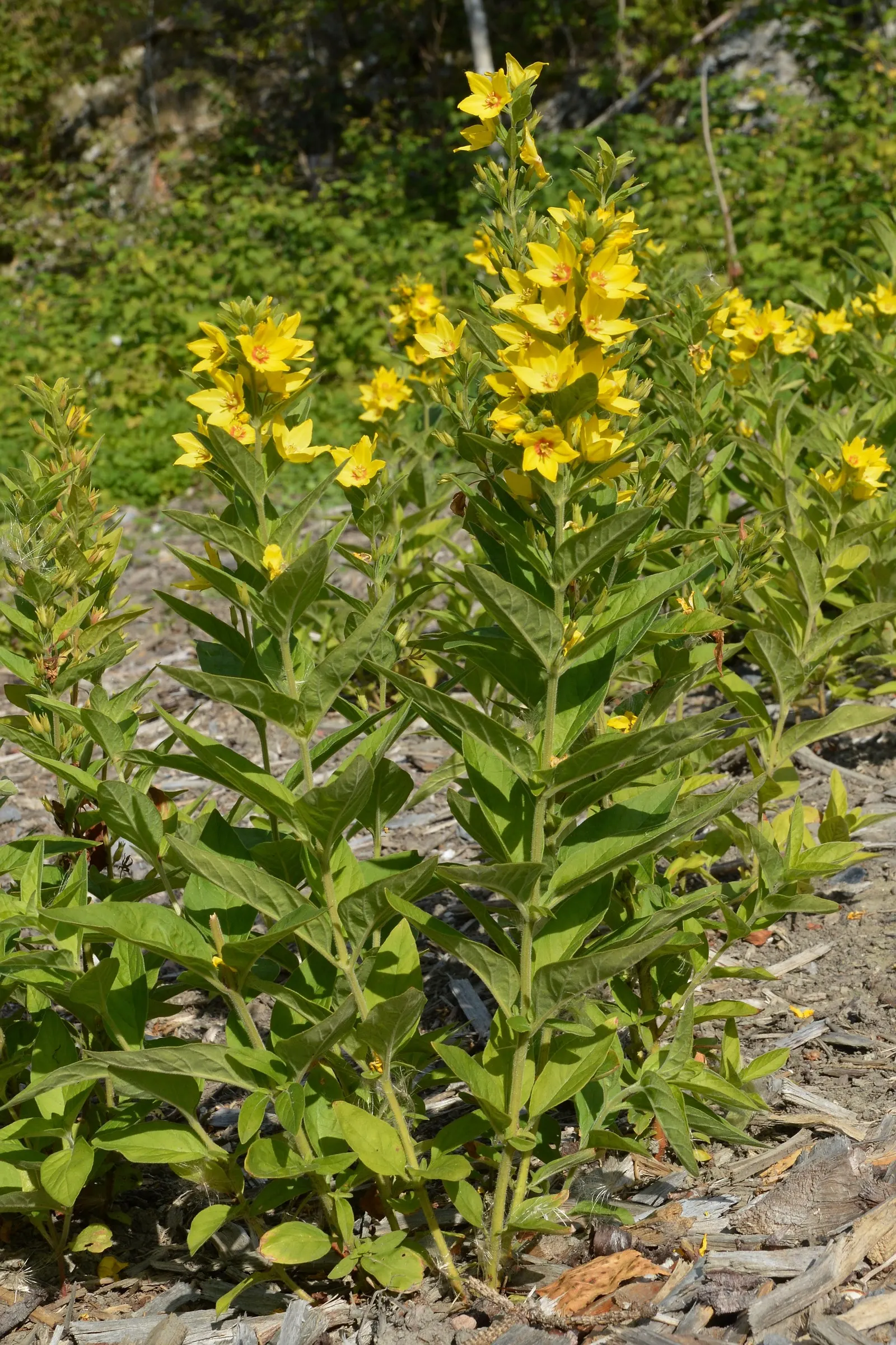 Yellow Loosestrife (Lysimachia Punctata) — perennial for full or half or shade; due to its easy-going nature, it is an excellent choice for, image 168
