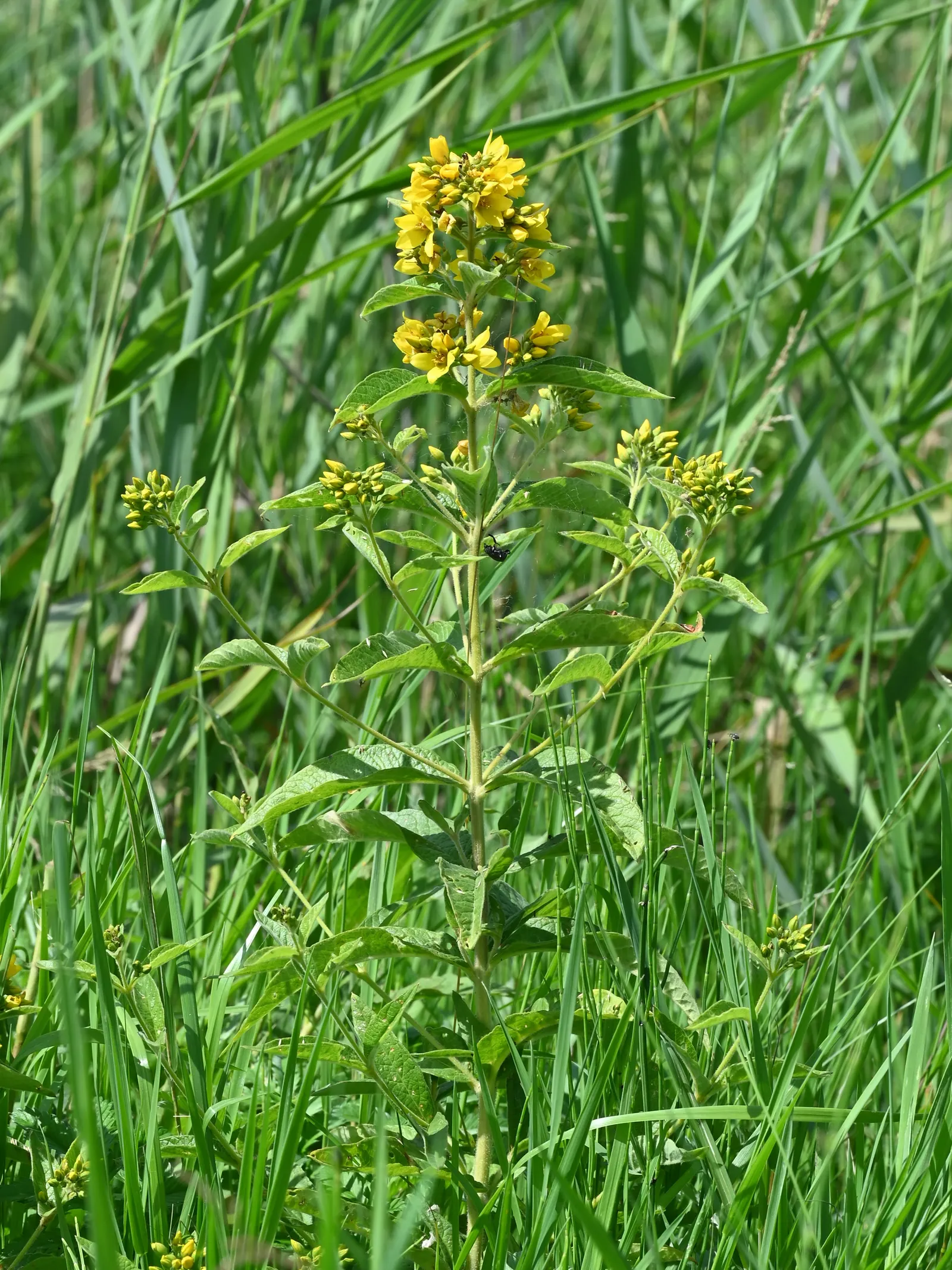 Yellow Loosestrife (Lysimachia Punctata) — and a bright pop of color that is particularly effective alongside blues and purples; it is hardy in, image 92