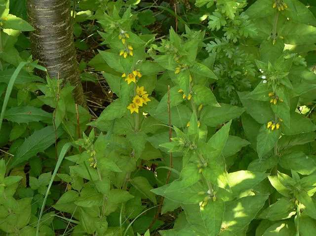 Yellow Loosestrife (Lysimachia Punctata) — From late spring into midsummer; while it is tolerant of various soil types, ensuring adequate drainage, image 205