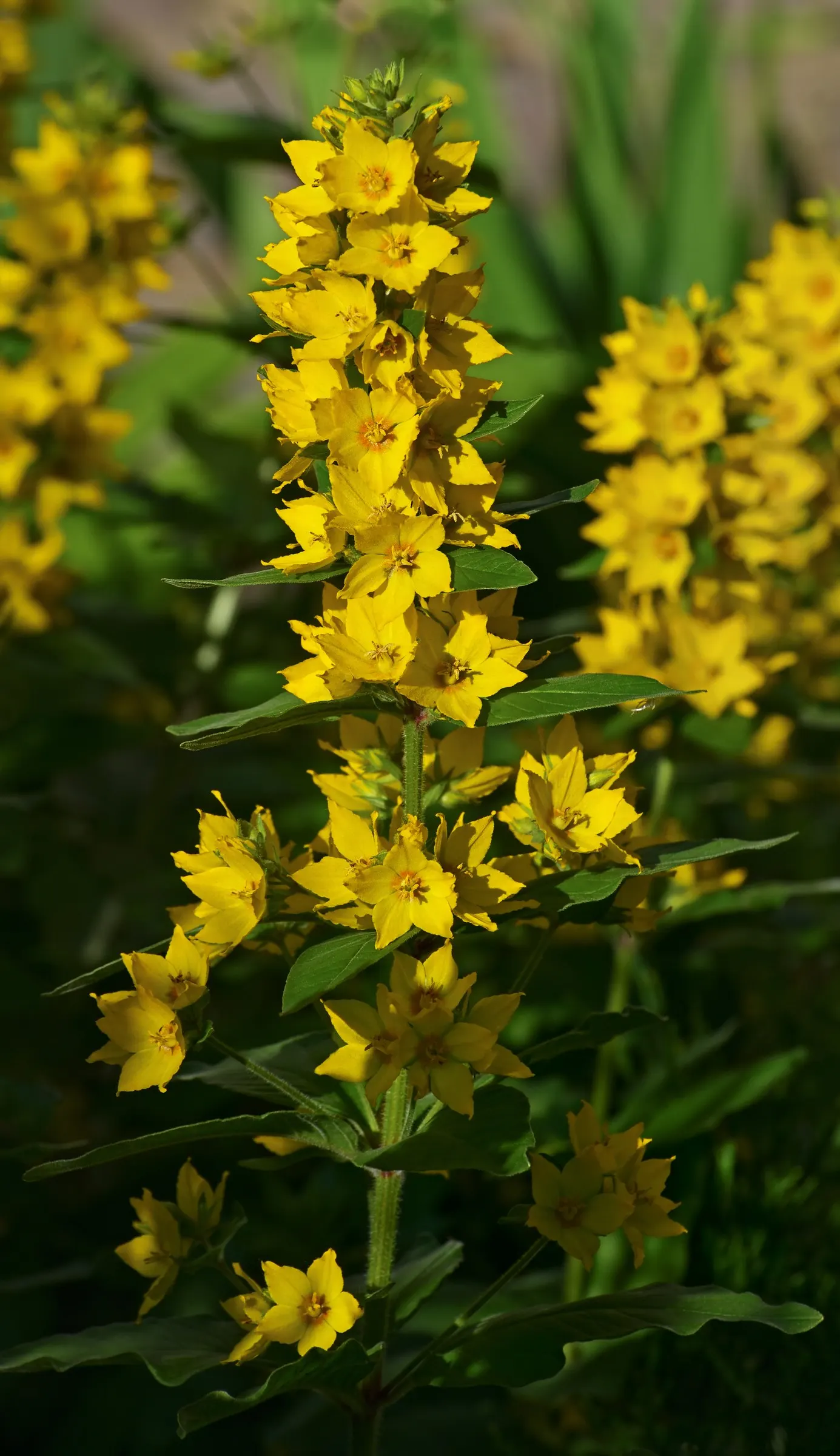 Yellow Loosestrife (Lysimachia Punctata) — While it is tolerant of various soil types, ensuring adequate drainage is crucial to prevent root rot, image 160
