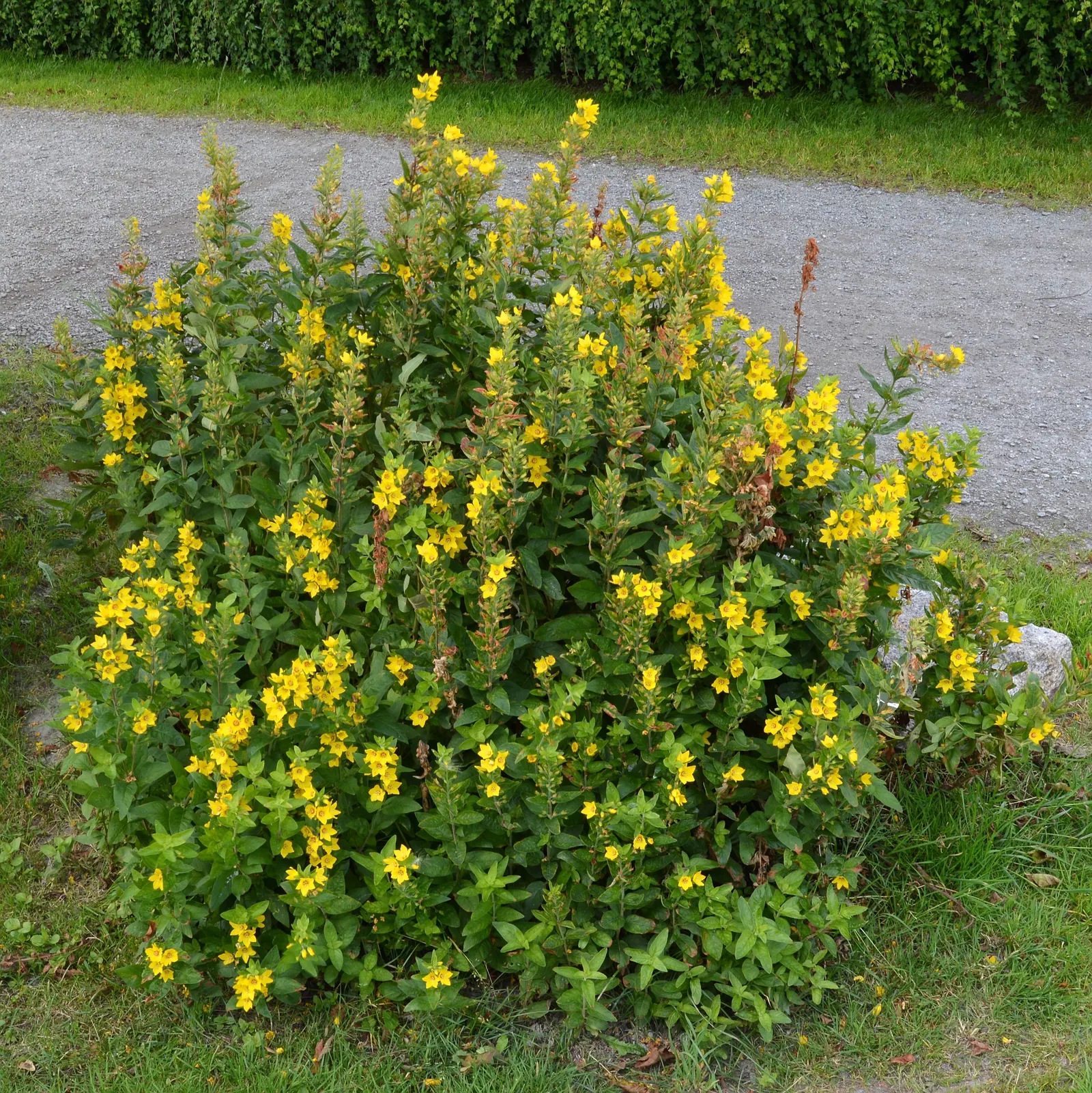 Yellow Loosestrife (Lysimachia Punctata) — sometimes aggressively spreading via rhizomes; thriving in USDA zones 4-8, it reaches 24-36 inches in, image 234