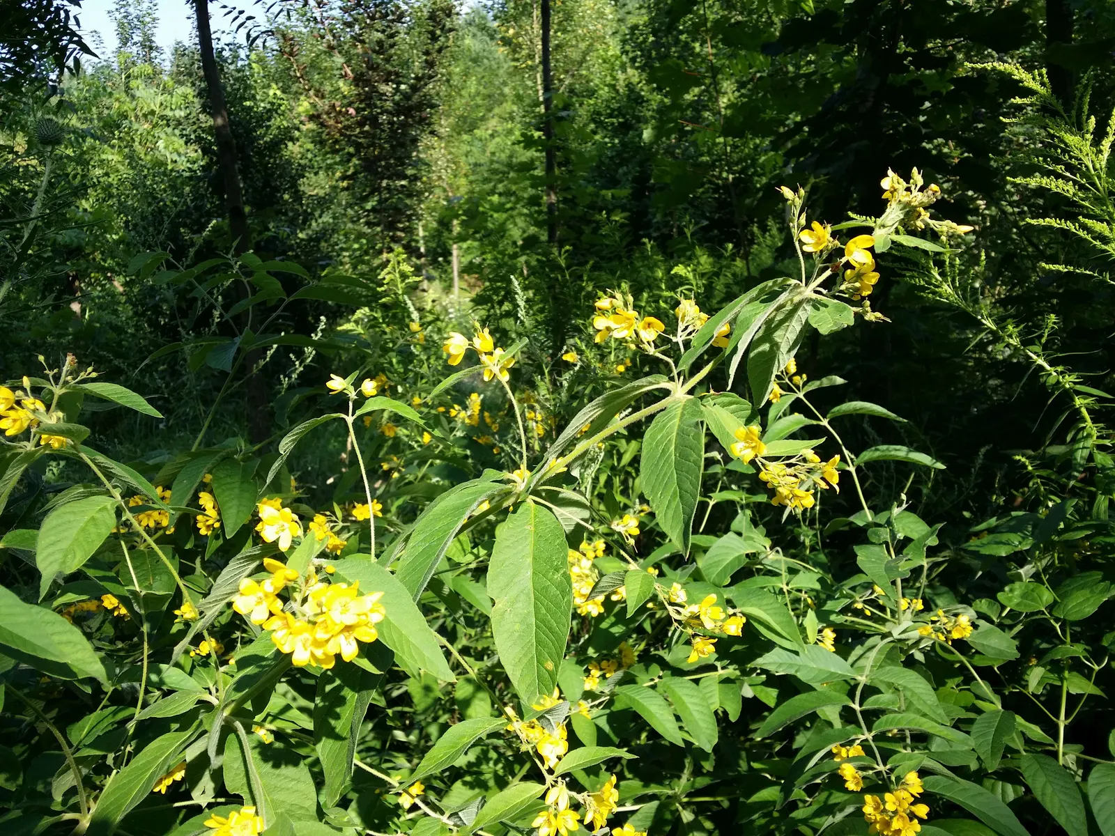 Yellow Loosestrife (Lysimachia Punctata) — each dotted with reddish-brown markings at the base; flowering from early to mid-summer, image 135