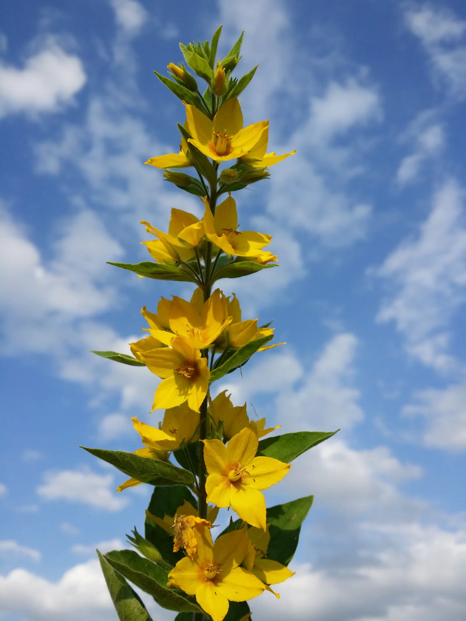 Yellow Loosestrife (Lysimachia Punctata) — This plant typically reaches heights of 24 to 36 inches with a spread of 18 to 24 inches; yellow, image 82