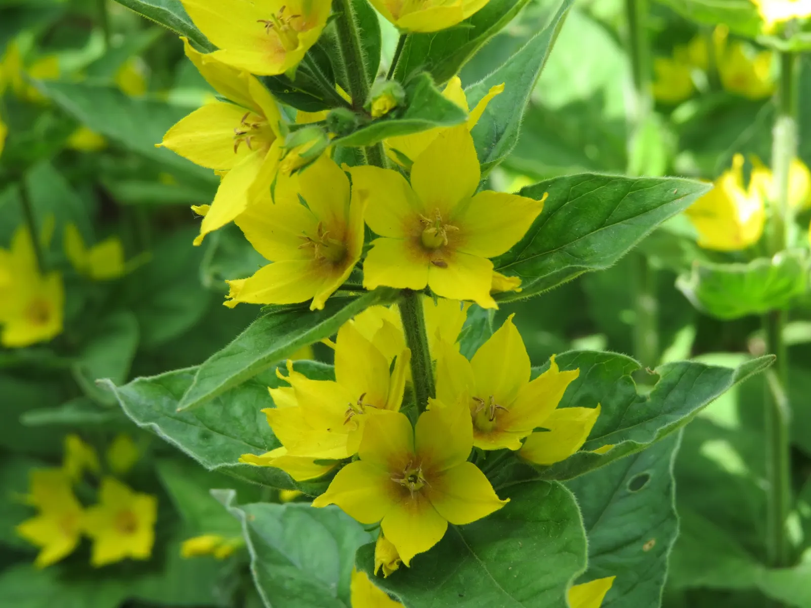Yellow Loosestrife (Lysimachia Punctata) — flowering from early to mid-summer; each dotted with reddish-brown markings at the base