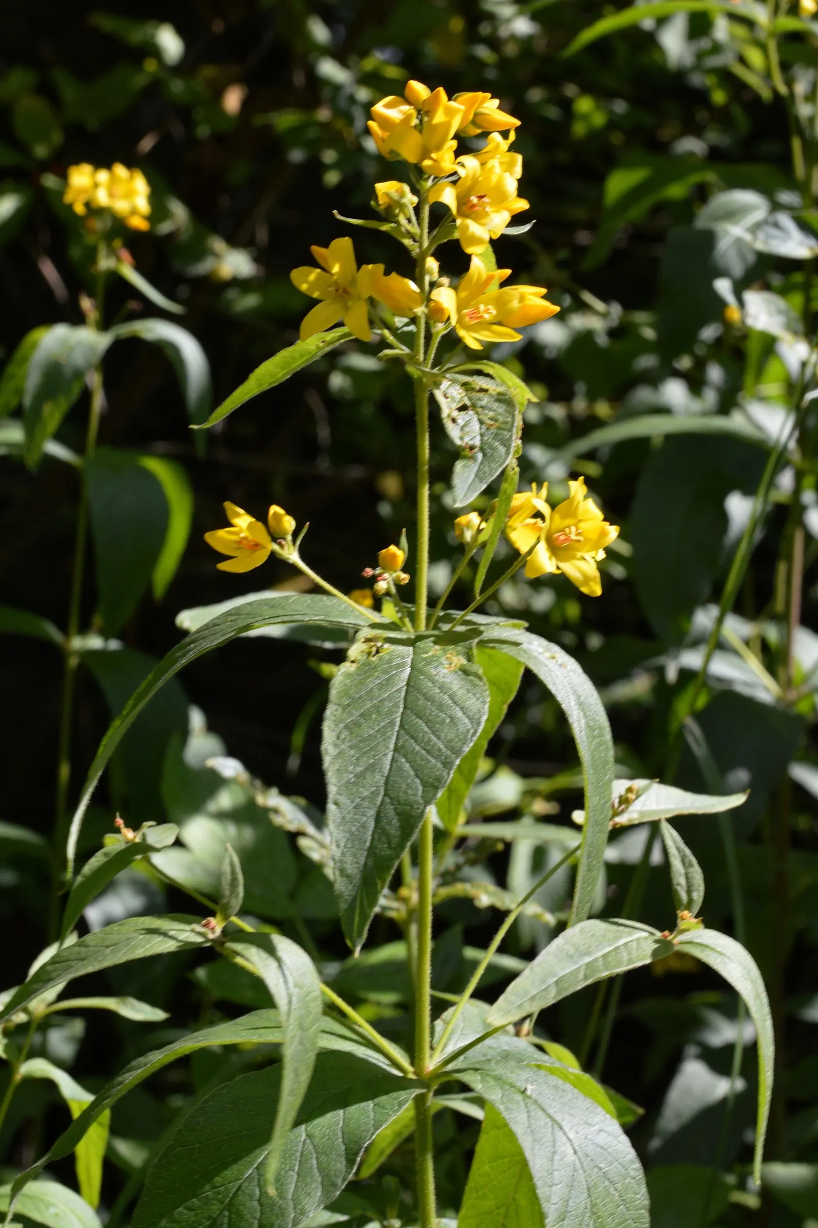 Yellow Loosestrife (Lysimachia Punctata) — Ideal for borders or waterside plantings; scientifically known as Lysimachia punctata