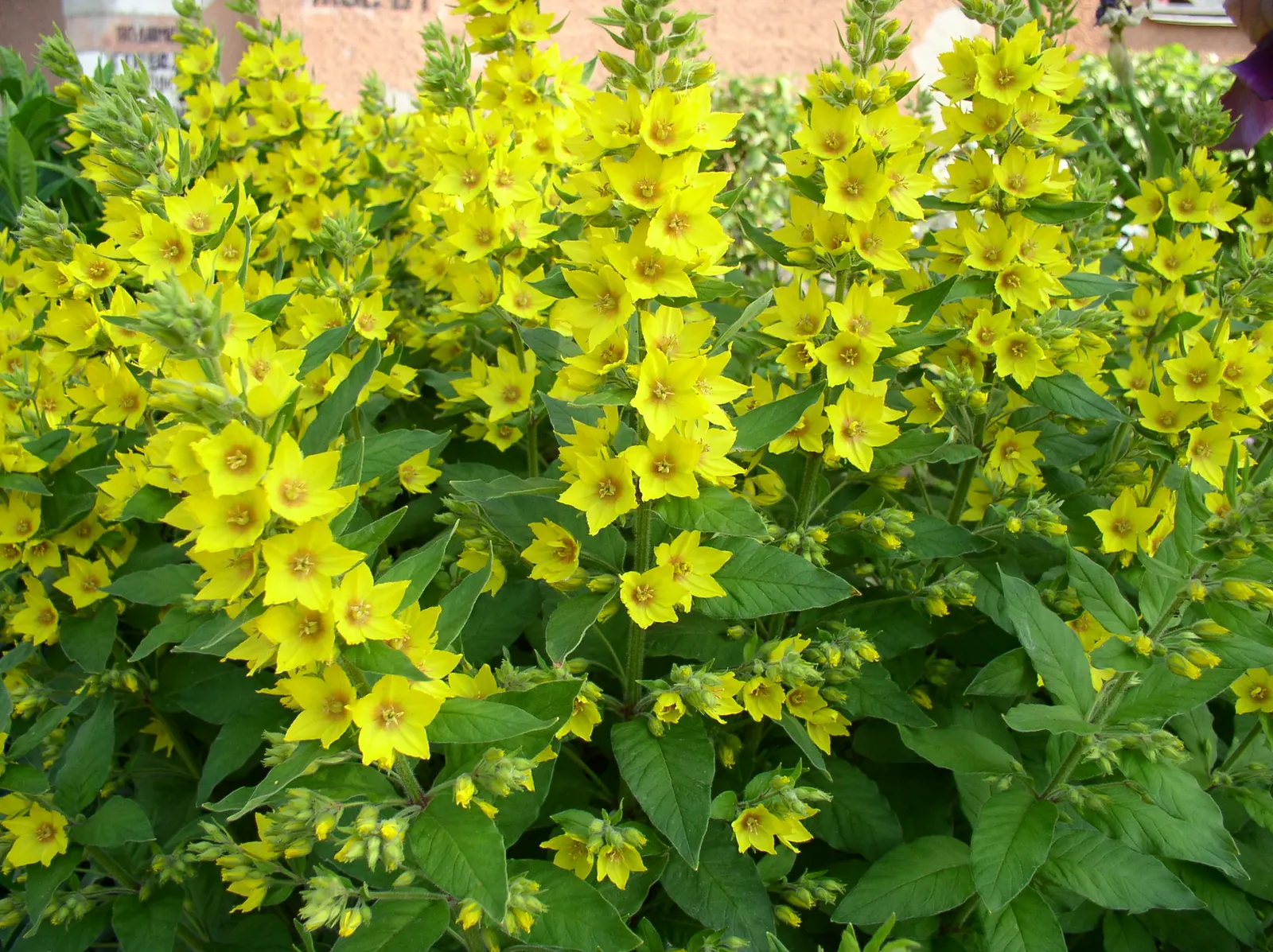 Yellow Loosestrife (Lysimachia Punctata) — It is hardy in USDA zones 4 through 8 and exhibits vigorous growth