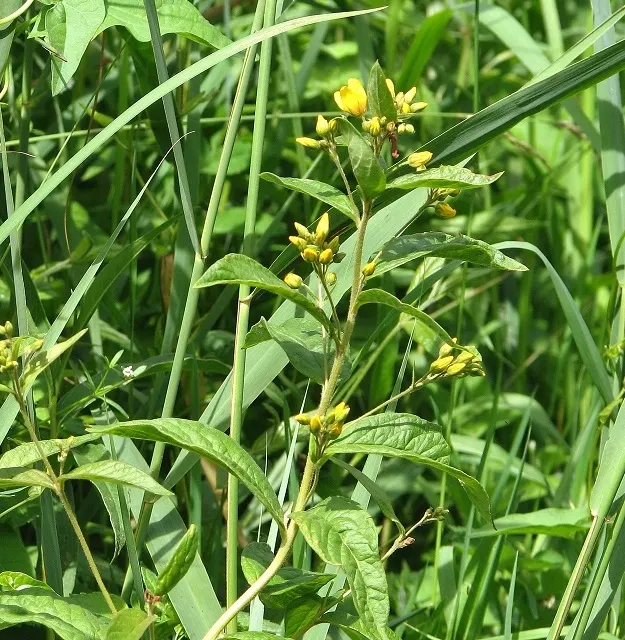 Yellow Loosestrife (Lysimachia Punctata) — Yellow Loosestrife offers long-lasting blooms