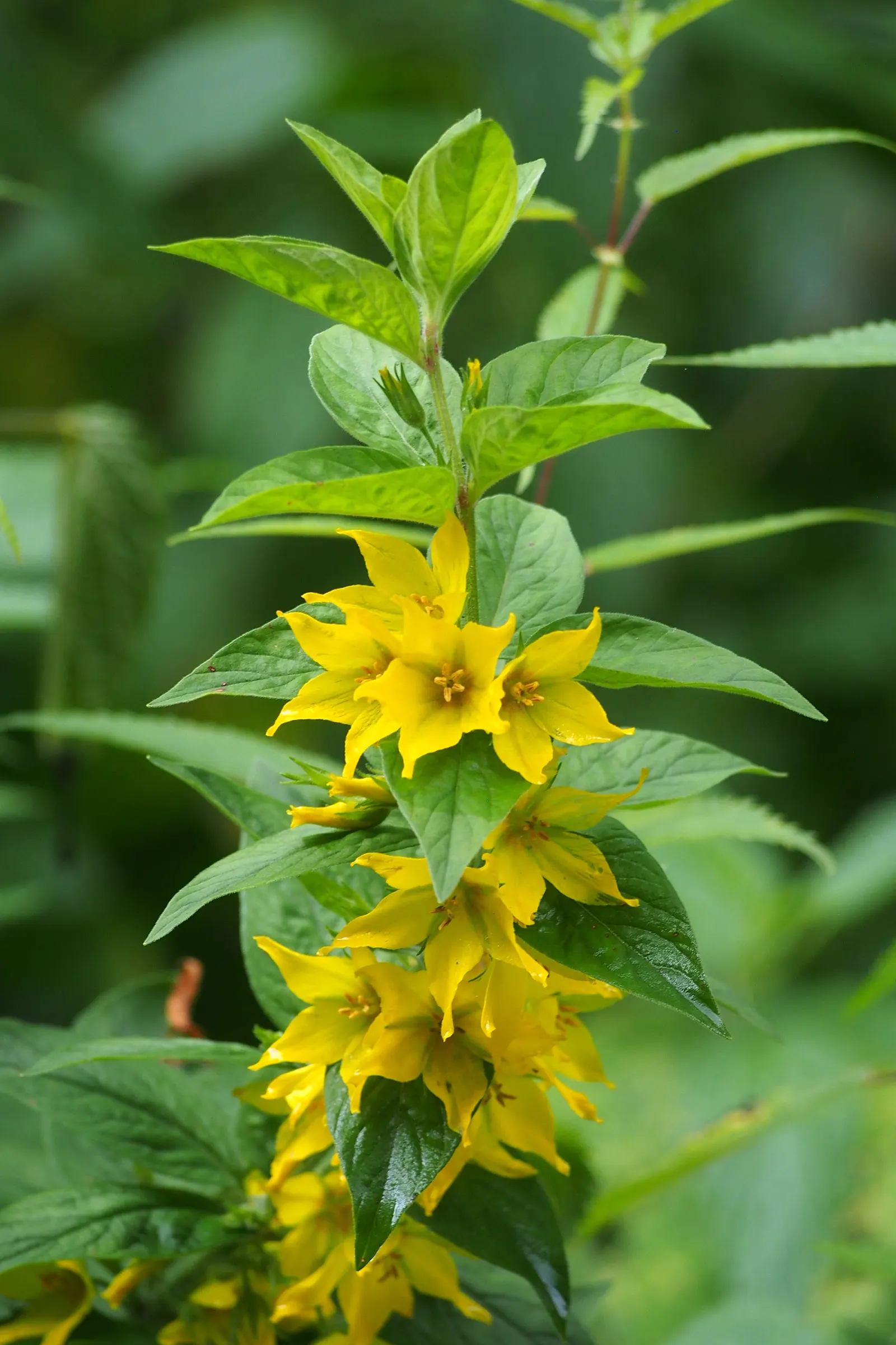 Yellow Loosestrife (Lysimachia Punctata) — scientifically known as Lysimachia punctata; ideal for borders or waterside plantings, image 128