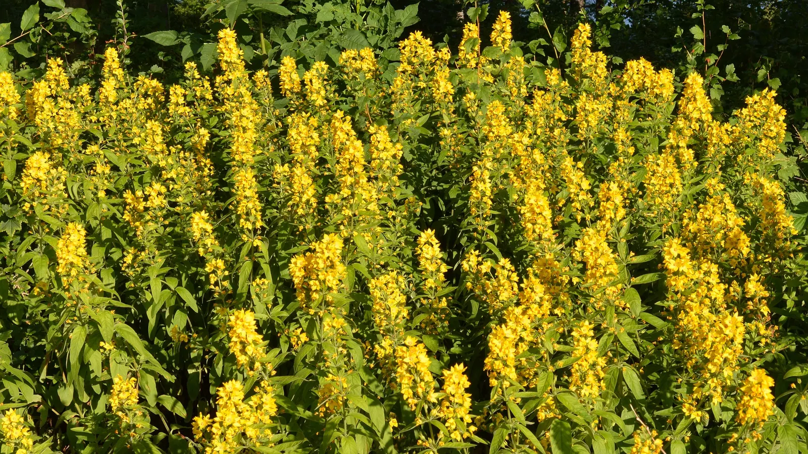 Yellow Loosestrife (Lysimachia Punctata) — herbaceous perennial that is a favored addition to garden designs for its striking flowers and lush, image 81