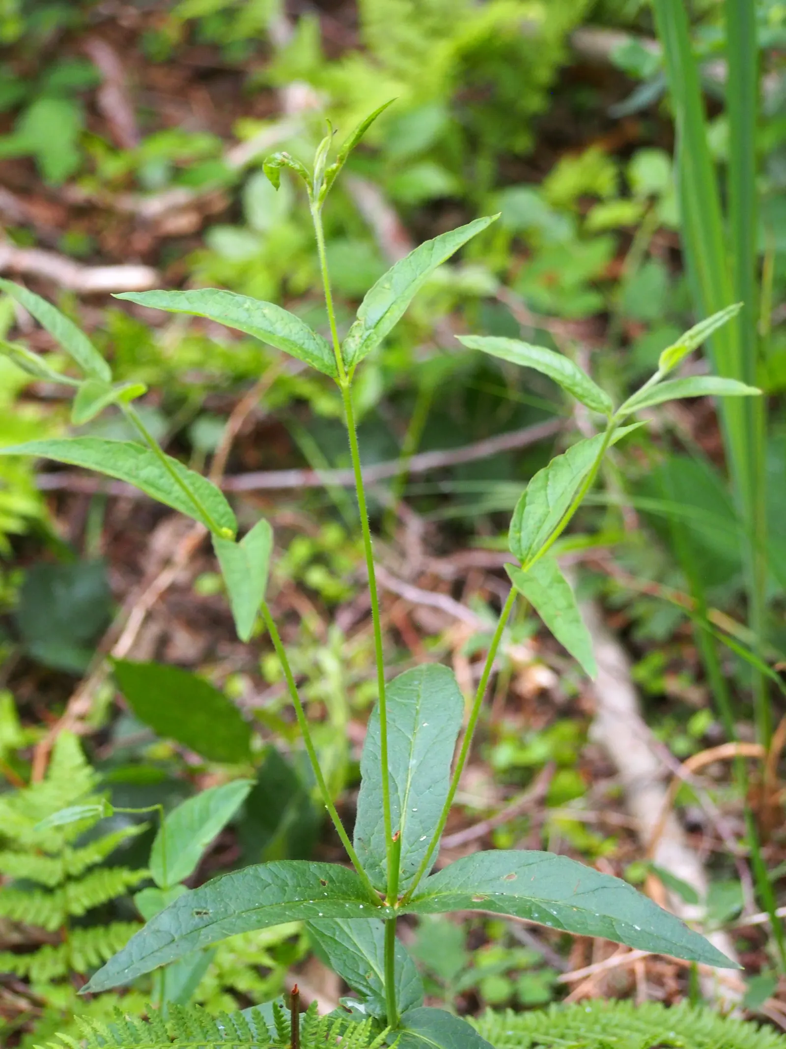 Yellow Loosestrife (Lysimachia Punctata) — Ideal for borders or waterside plantings; scientifically known as Lysimachia punctata, image 101