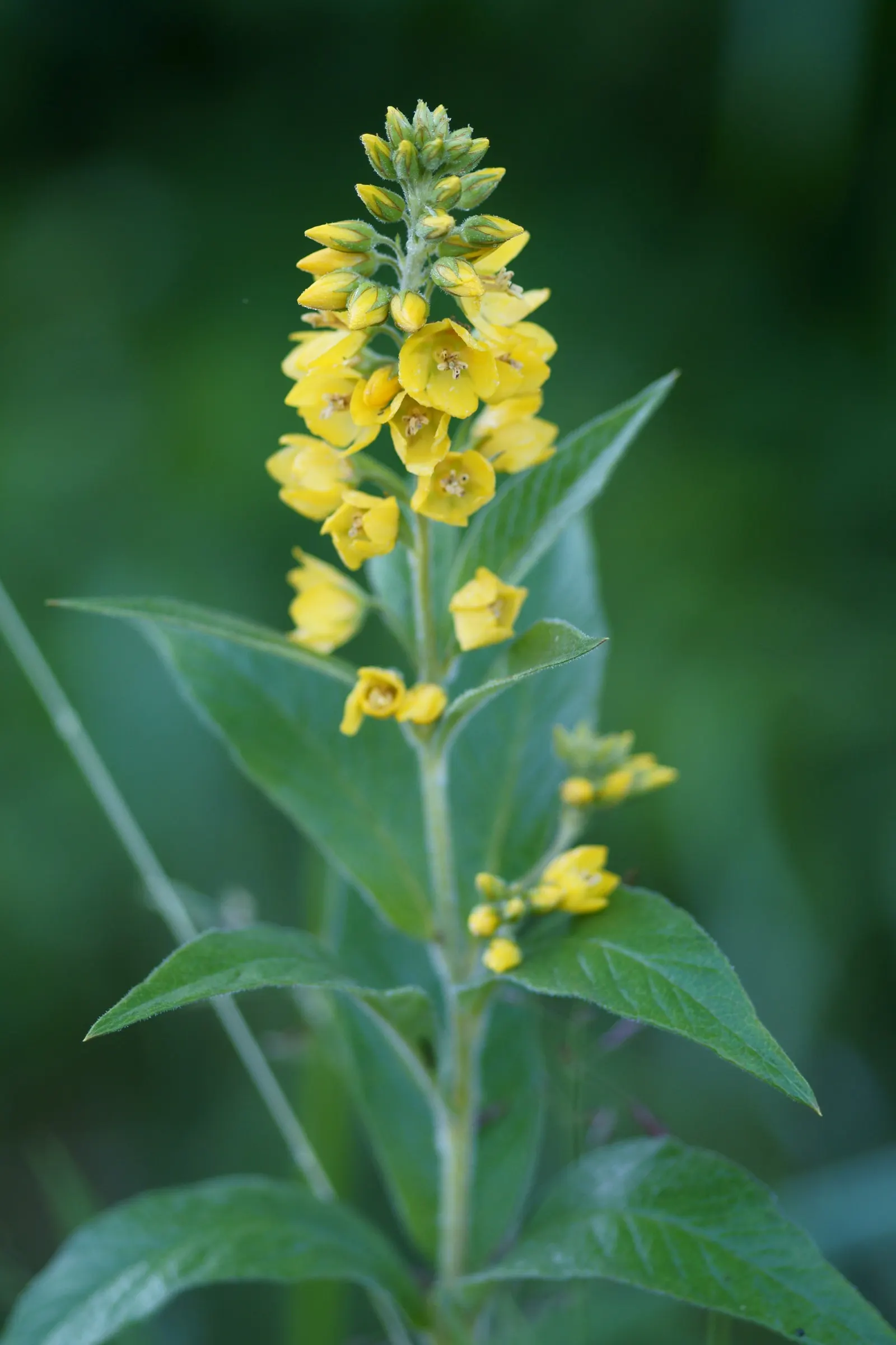 Yellow Loosestrife (Lysimachia Punctata) — Yellow Loosestrife (Lysimachia punctata) is a herbaceous perennial renowned for its vivacious; this, image 217