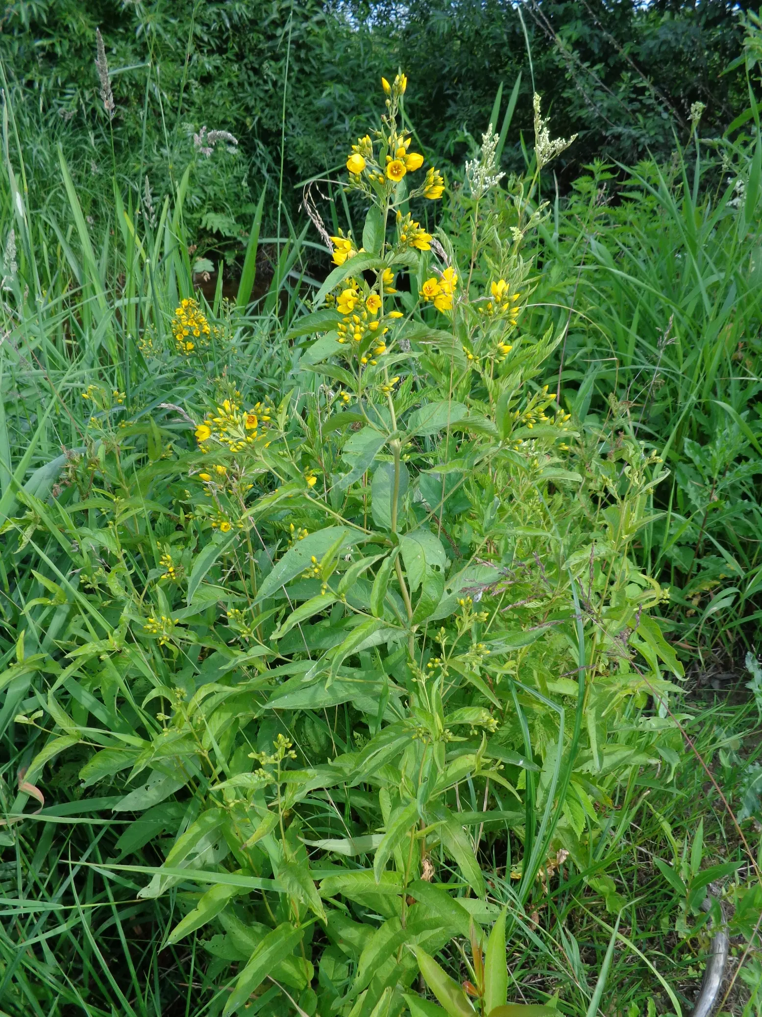 Yellow Loosestrife (Lysimachia Punctata) — It is hardy in USDA zones 4 through 8 and exhibits vigorous growth; and a bright pop of color that is, image 161