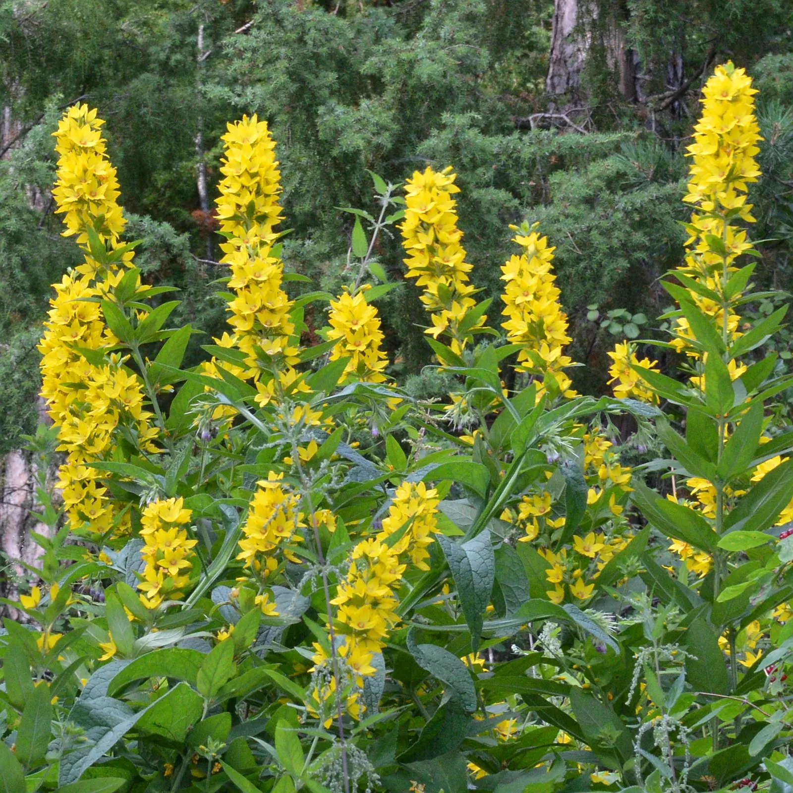 Yellow Loosestrife (Lysimachia Punctata) — perennial with yellow blooms; yellow Loosestrife produces an abundant display of star-shaped, image 95