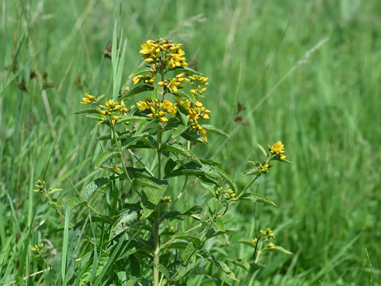 Yellow Loosestrife (Lysimachia Punctata) — creating a full and bushy appearance; herbaceous perennial that is a favored addition to garden designs, image 84