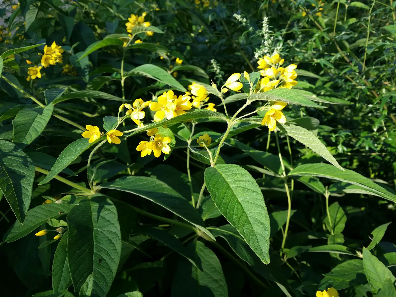 Yellow Loosestrife (Lysimachia Punctata) — Thriving in USDA zones 4-8, it reaches 24-36 inches in height and spreads approximately 18-24 inches, image 75
