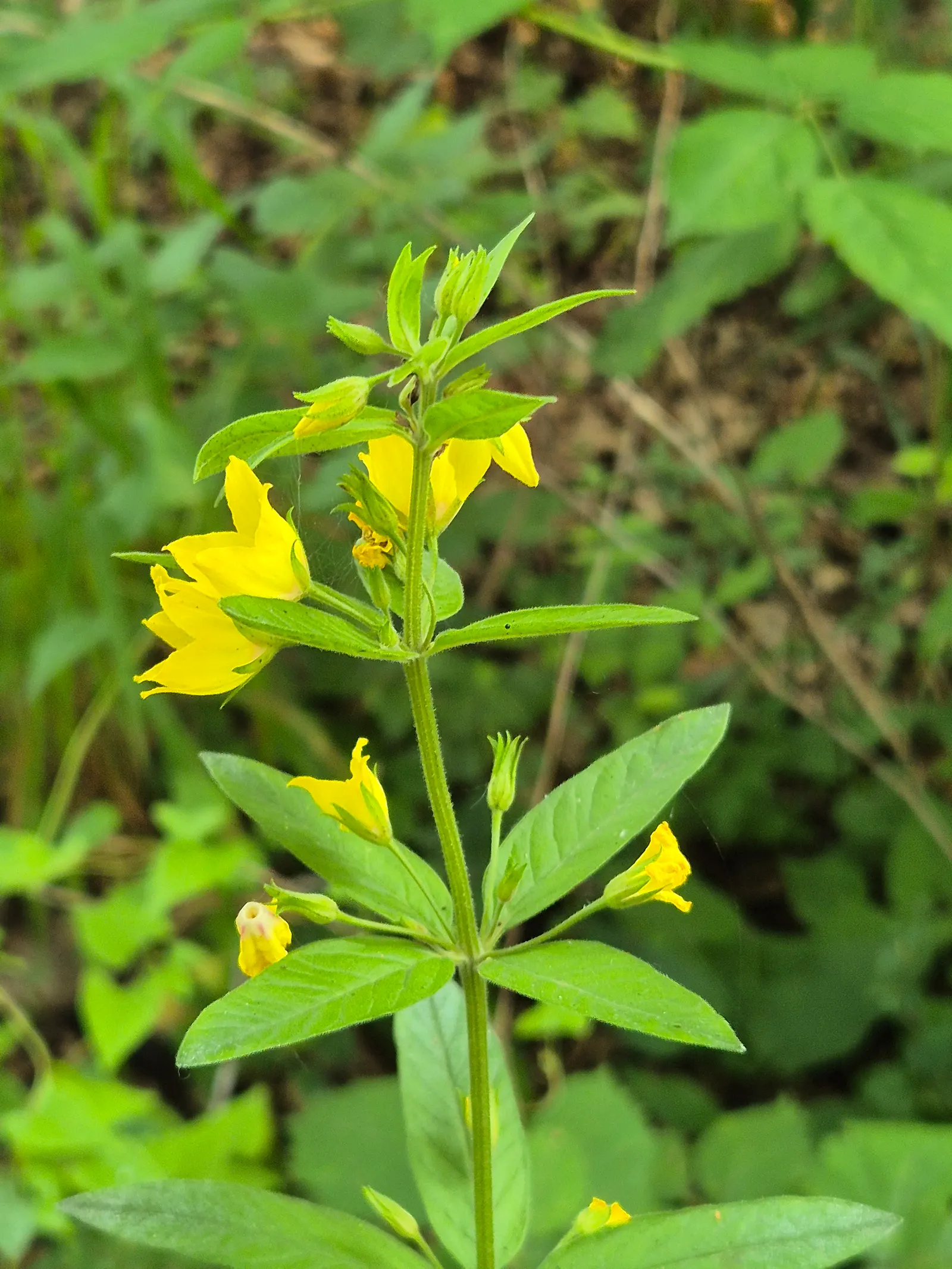Yellow Loosestrife (Lysimachia Punctata) — While it is tolerant of various soil types, ensuring adequate drainage is crucial to prevent root rot