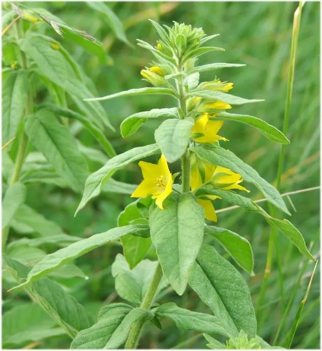 Yellow Loosestrife (Lysimachia Punctata) — Ideal for borders or waterside plantings; scientifically known as Lysimachia punctata, image 125