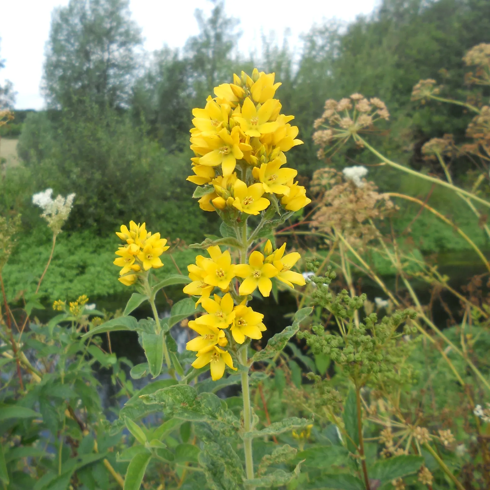 Yellow Loosestrife (Lysimachia Punctata) — perennial for full or half or shade