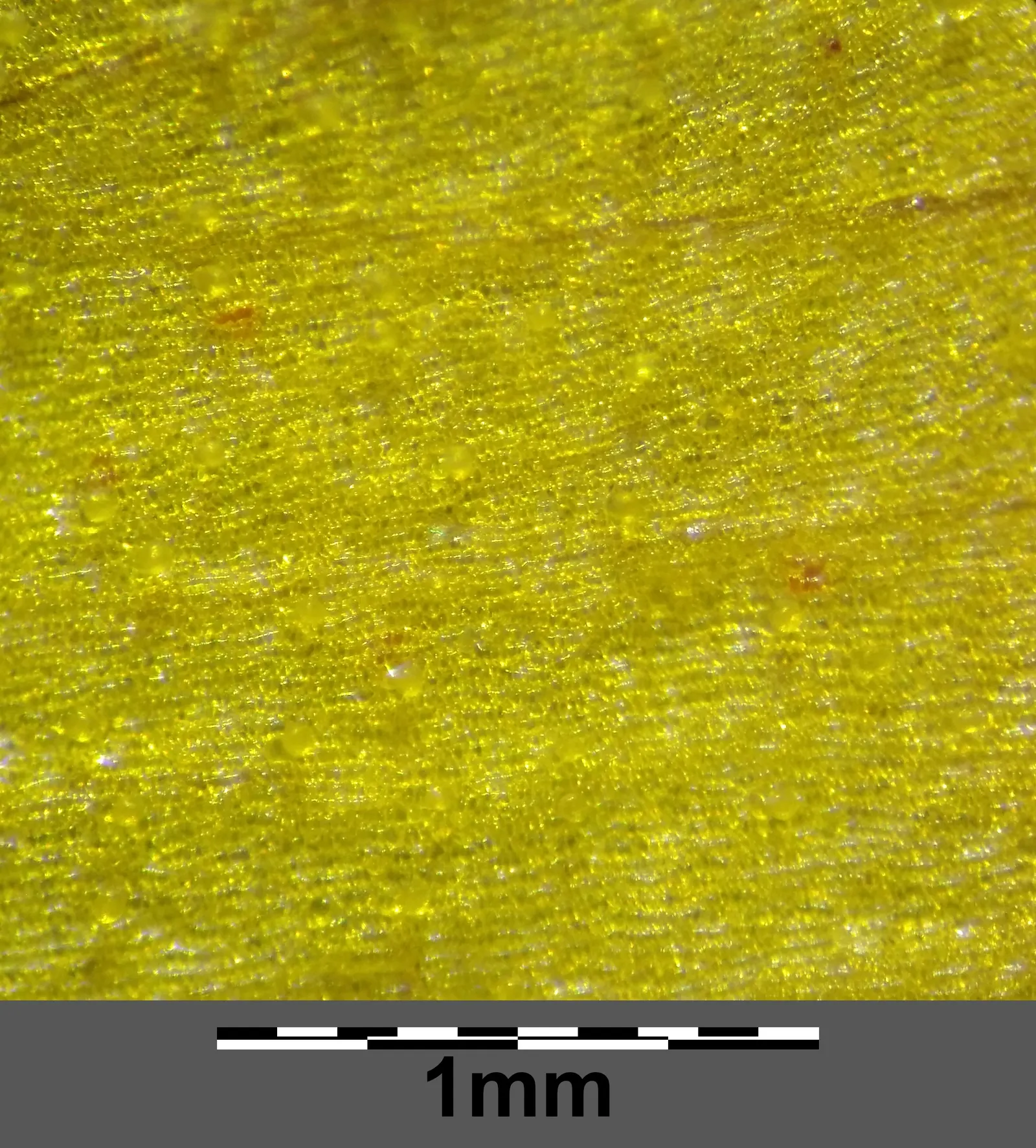 Yellow Loosestrife (Lysimachia Punctata) — and a bright pop of color that is particularly effective alongside blues and purples; it is hardy in, image 212