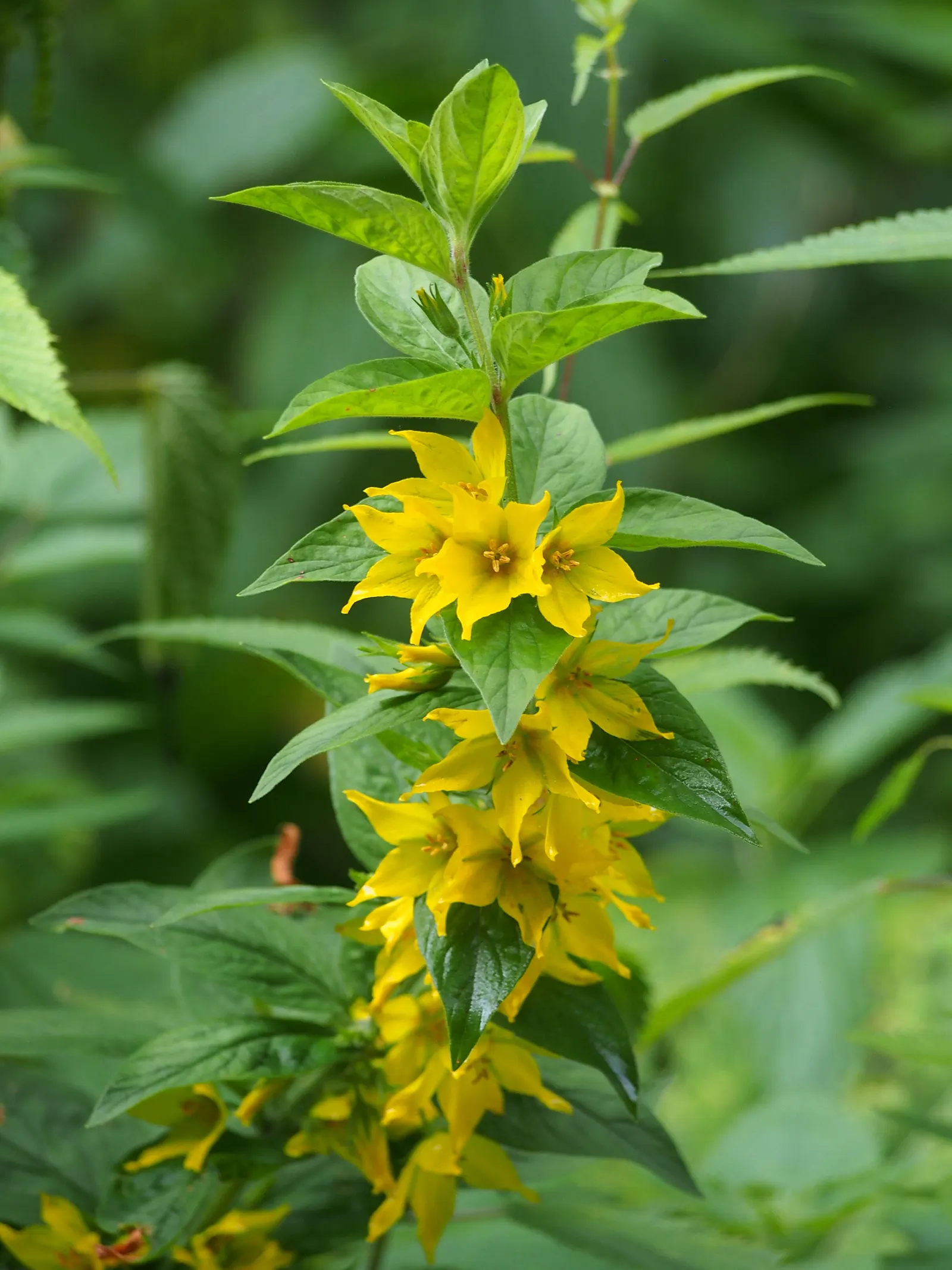 Yellow Loosestrife (Lysimachia Punctata) — Ideal for borders or waterside plantings; scientifically known as Lysimachia punctata, image 149