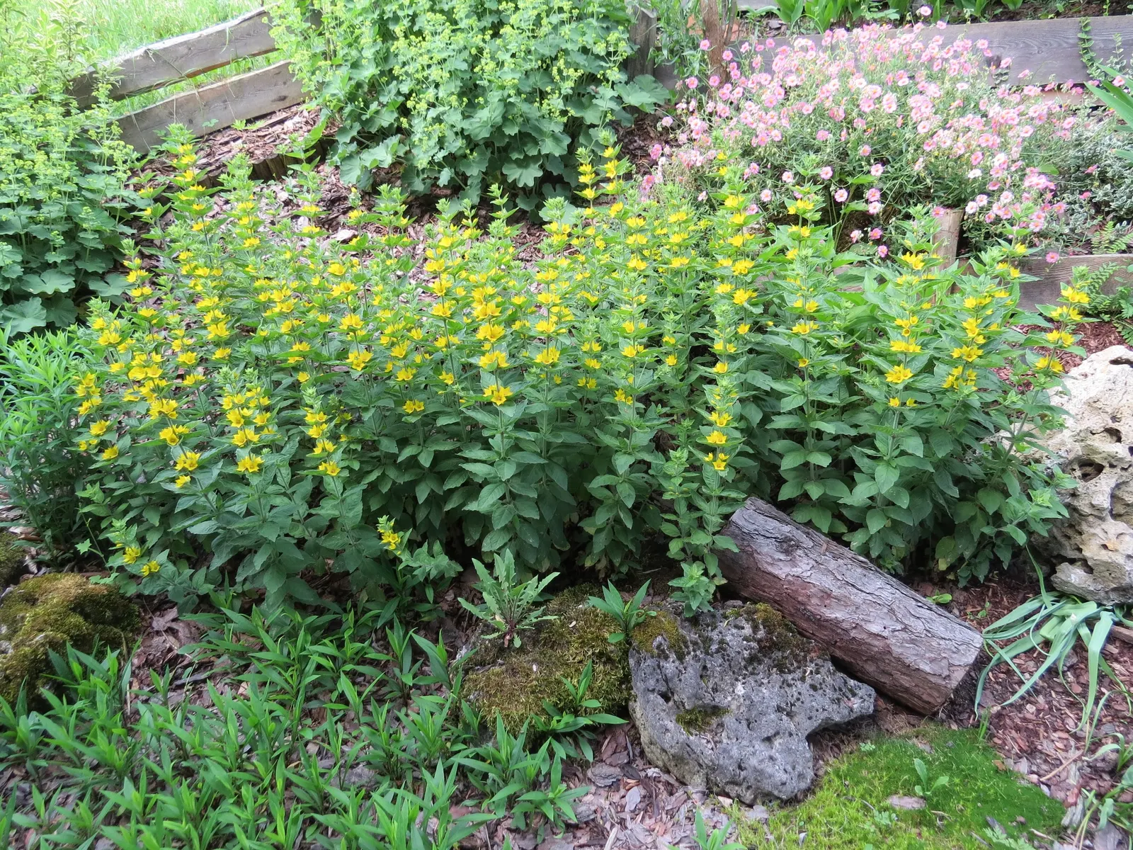 Yellow Loosestrife (Lysimachia Punctata) — creating a full and bushy appearance; herbaceous perennial that is a favored addition to garden designs for its