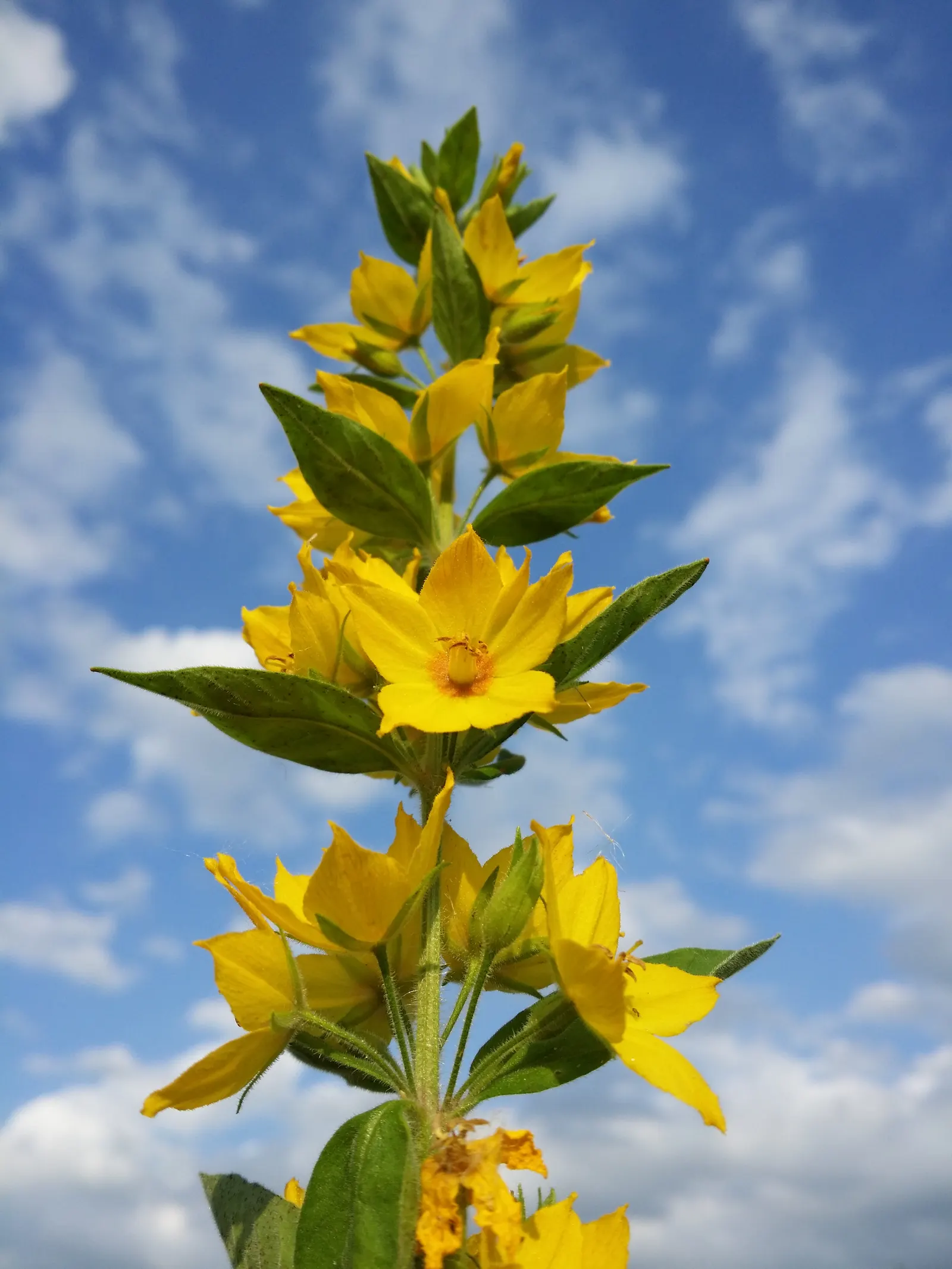 Yellow Loosestrife (Lysimachia Punctata) — arranged in a whorled pattern up erect stems; cup-shaped yellow flowers, image 155