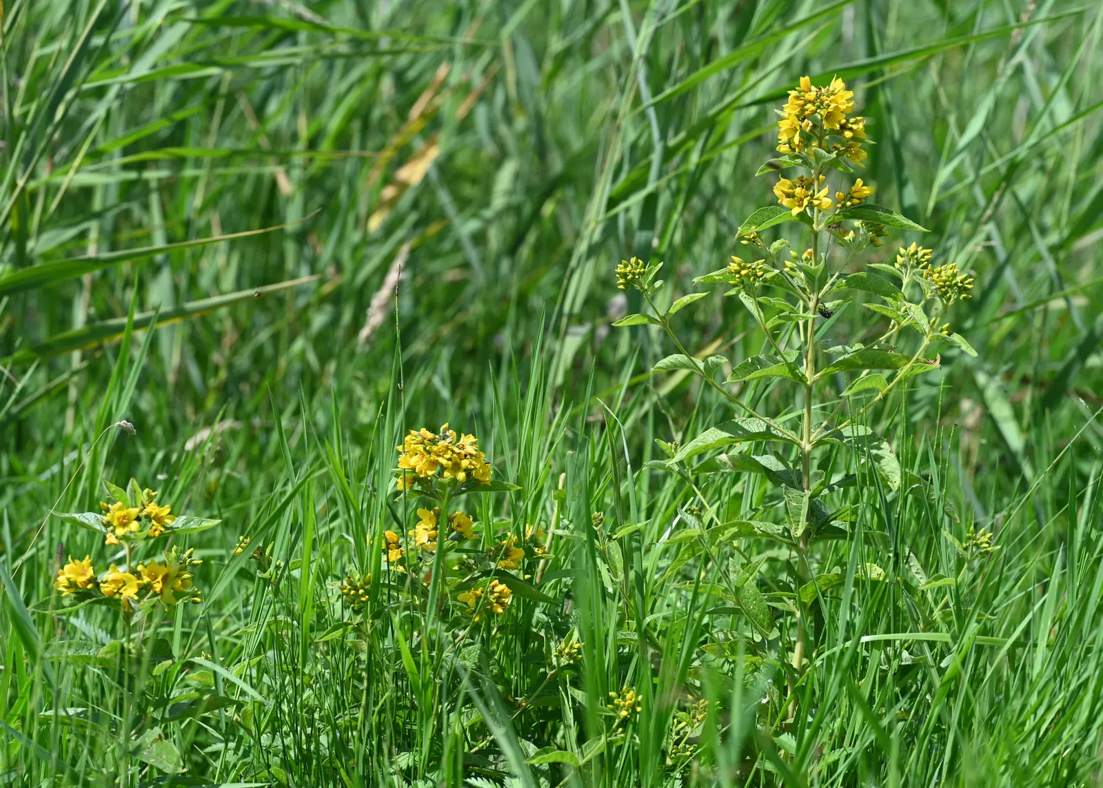 Yellow Loosestrife (Lysimachia Punctata) — This low-maintenance plant prefers full sun to partial shade and consistently moist soil