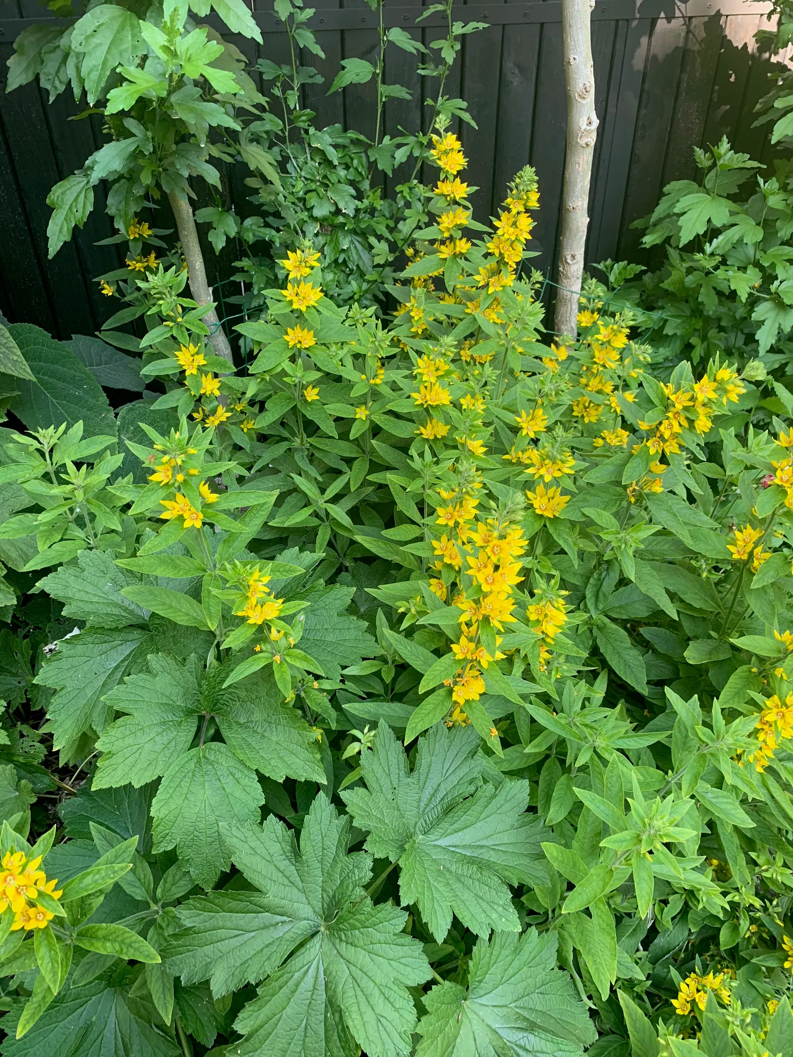 Yellow Loosestrife (Lysimachia Punctata) — scientifically known as Lysimachia punctata; ideal for borders or waterside plantings, image 80