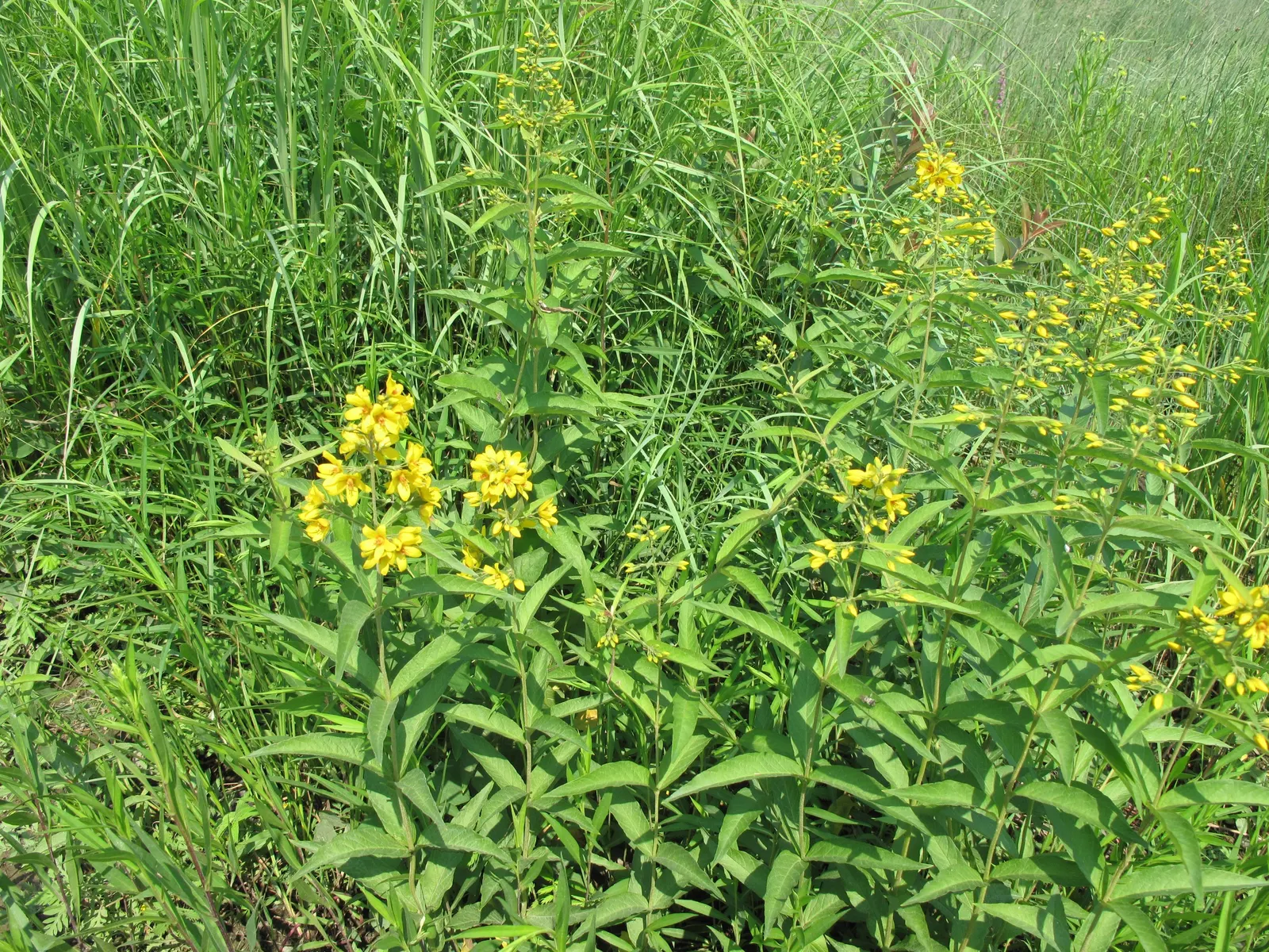 Yellow Loosestrife (Lysimachia Punctata) — herbaceous perennial that is a favored addition to garden designs for its striking flowers and lush, image 153