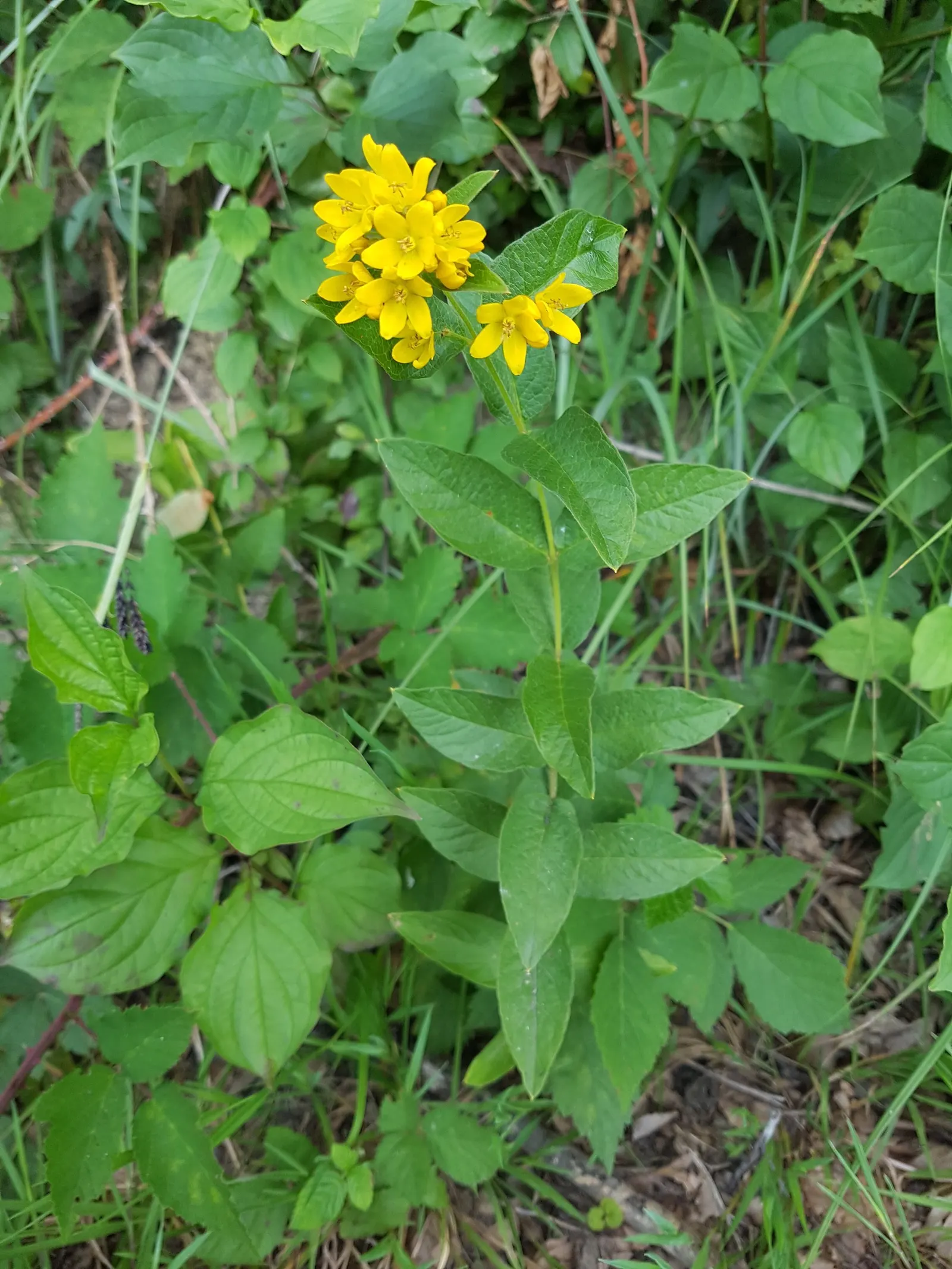 Yellow Loosestrife (Lysimachia Punctata) — Yellow Loosestrife produces an abundant display of star-shaped; perennial with yellow blooms, image 134