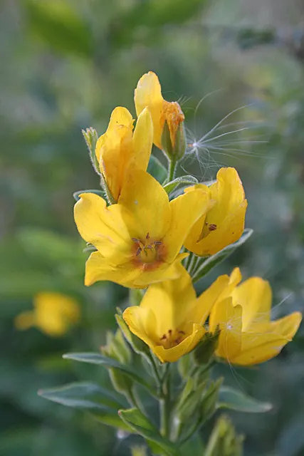 Yellow Loosestrife (Lysimachia Punctata) — yellow flowers in the garden; note: May become invasive if not controlled, image 94