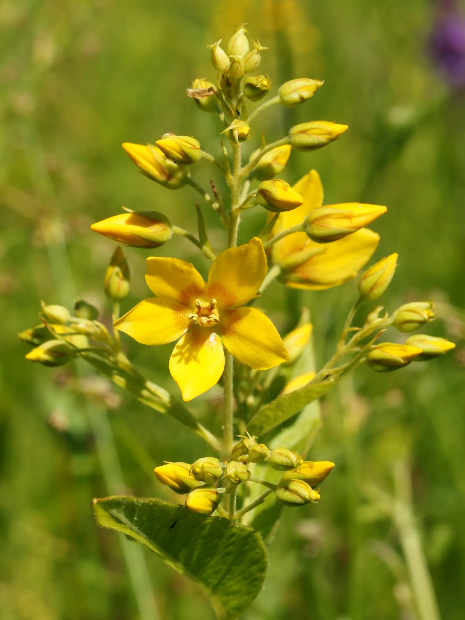 Yellow Loosestrife (Lysimachia Punctata) — Note: May become invasive if not controlled; yellow flowers in the garden, image 175