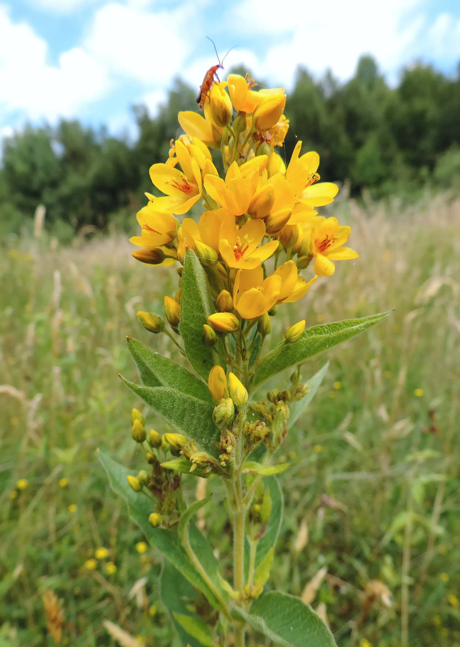 Yellow Loosestrife (Lysimachia Punctata) — While it is tolerant of various soil types, ensuring adequate drainage is crucial to prevent root rot, image 184