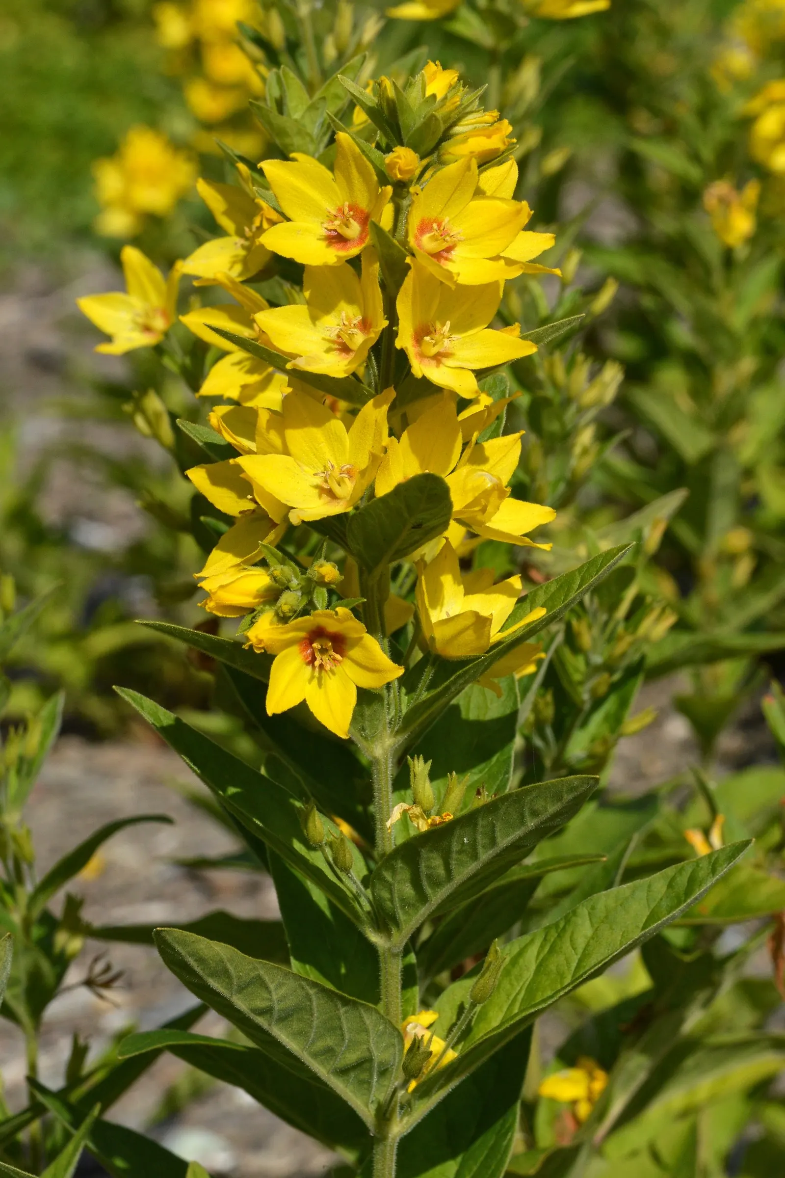 Yellow Loosestrife (Lysimachia Punctata) — This plant typically reaches heights of 24 to 36 inches with a spread of 18 to 24 inches; yellow, image 178