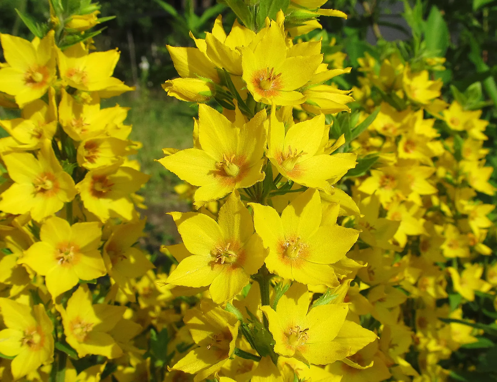 Yellow Loosestrife (Lysimachia Punctata) — arranged in a whorled pattern up erect stems; cup-shaped yellow flowers, image 131