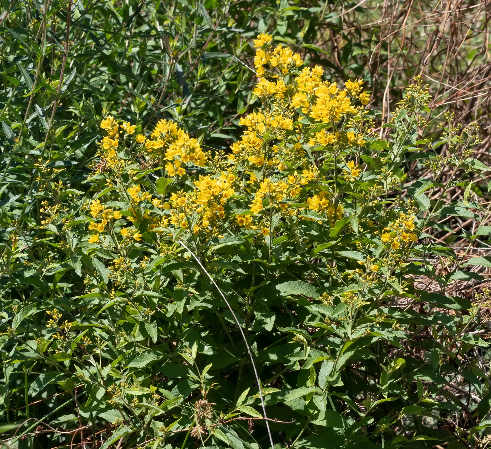 Yellow Loosestrife (Lysimachia Punctata) — cup-shaped yellow flowers; arranged in a whorled pattern up erect stems, image 194