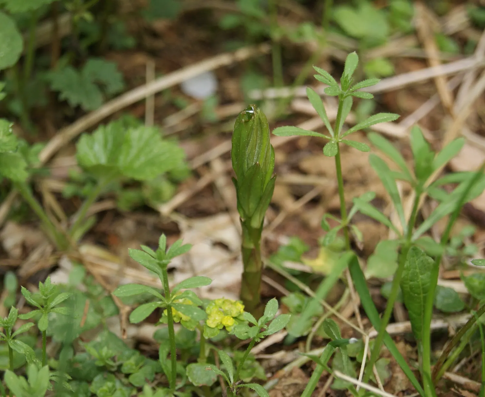 Yellow Loosestrife (Lysimachia Punctata) — and a bright pop of color that is particularly effective alongside blues and purples; it is hardy in, image 140