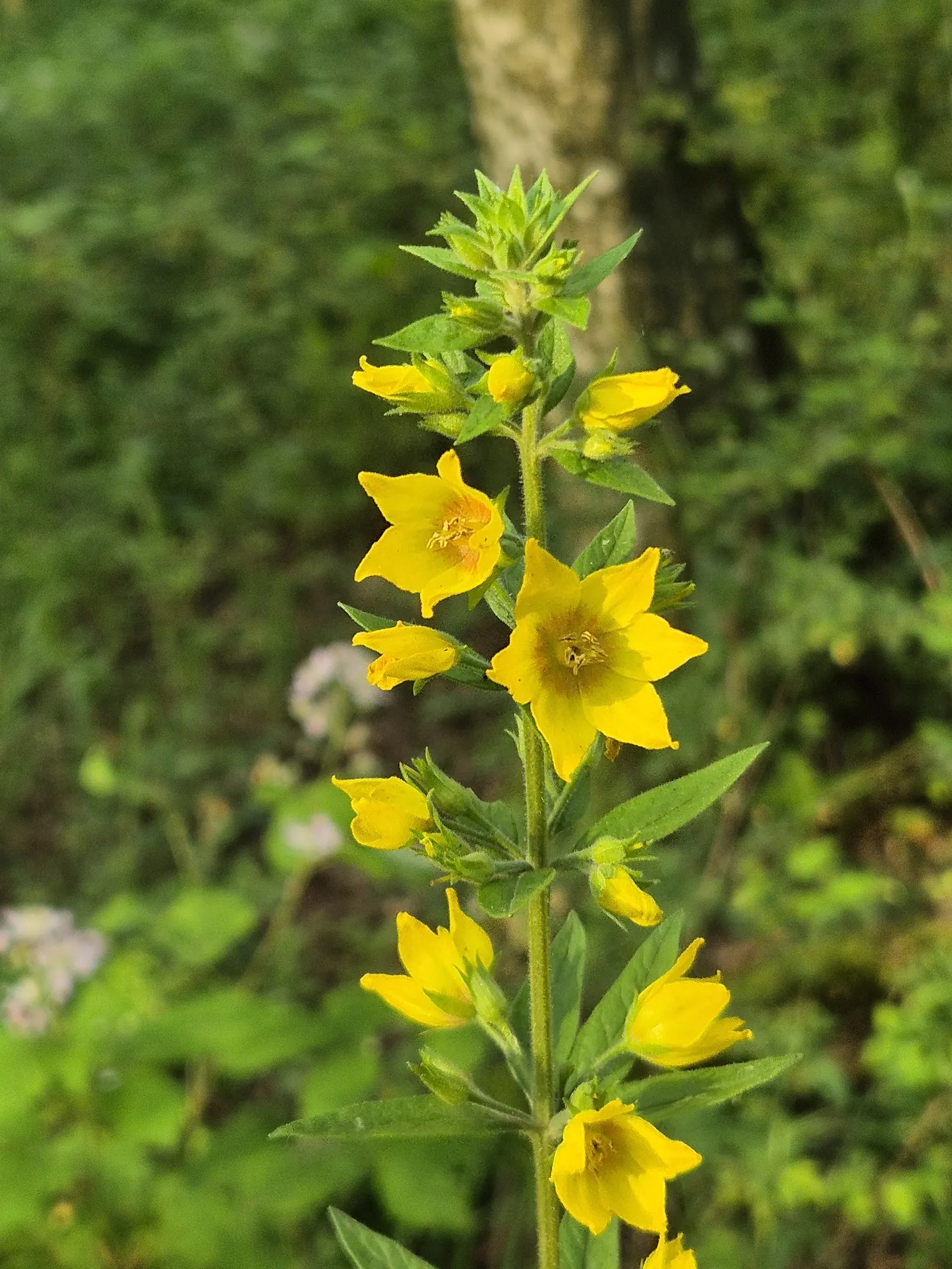 Yellow Loosestrife (Lysimachia Punctata) — perennial for full or half or shade; due to its easy-going nature, it is an excellent choice for, image 96