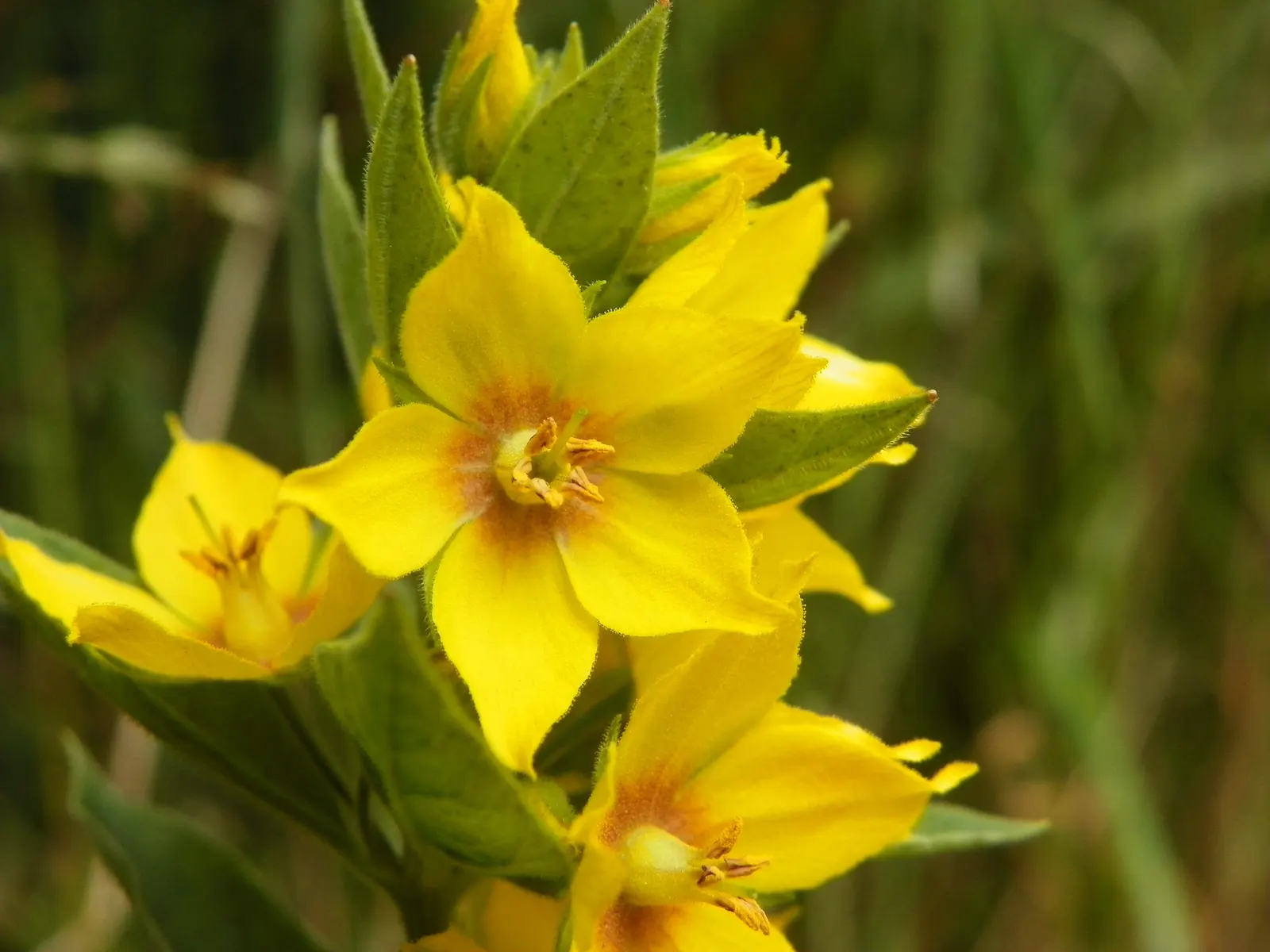 Yellow Loosestrife (Lysimachia Punctata) — and a bright pop of color that is particularly effective alongside blues and purples; it is hardy in, image 68