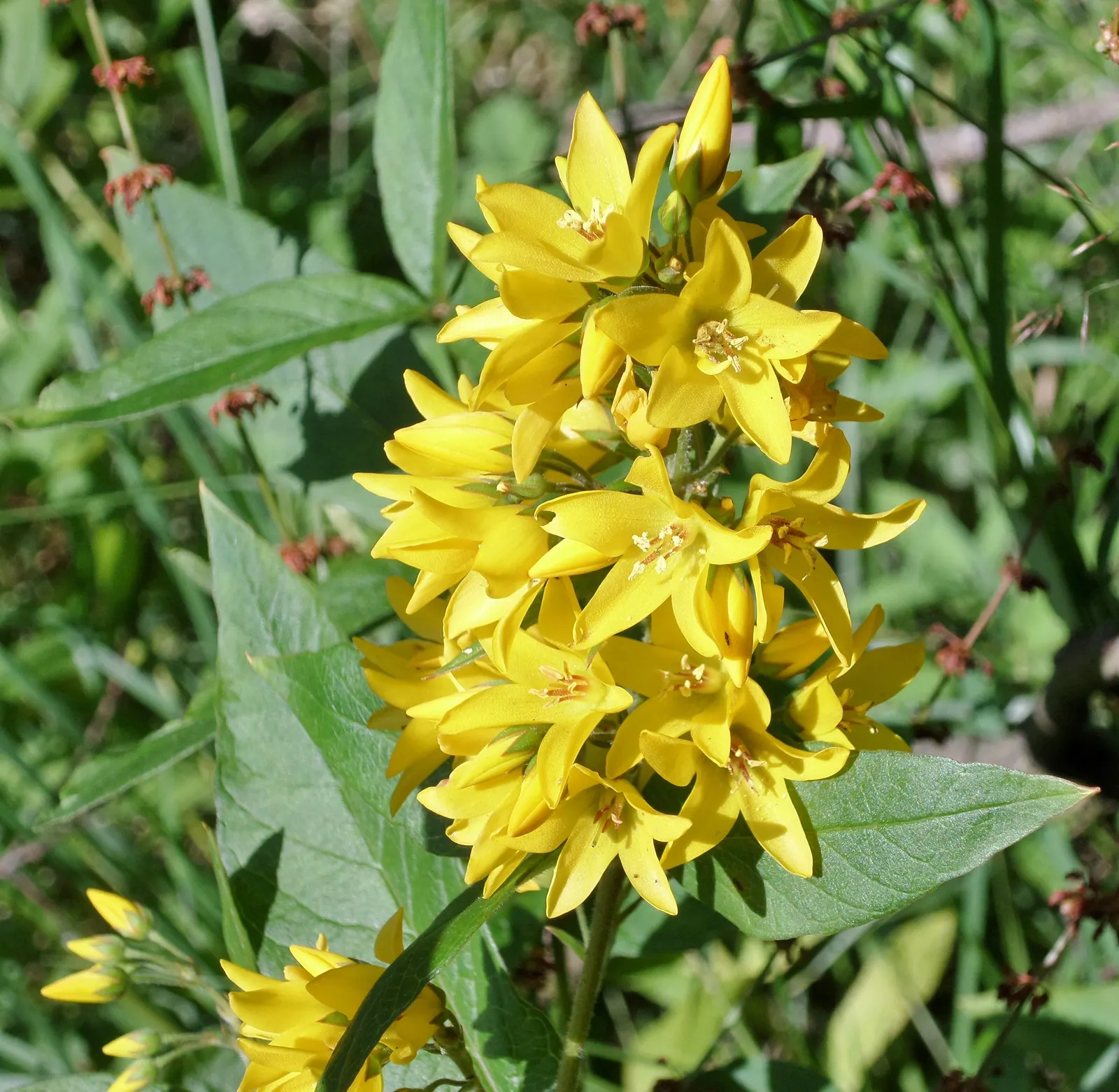 Yellow Loosestrife (Lysimachia Punctata) — Yellow Loosestrife (Lysimachia punctata) is a herbaceous perennial renowned for its vivacious; this, image 49