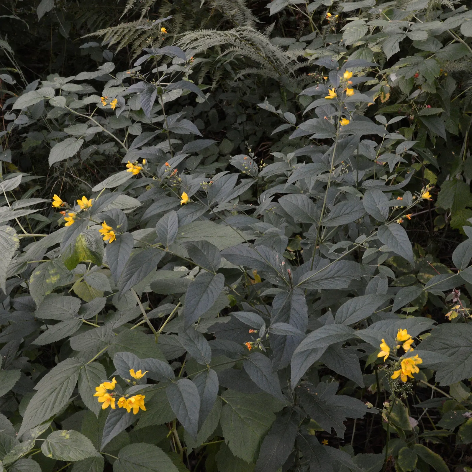 Yellow Loosestrife (Lysimachia Punctata) — Yellow Loosestrife (Lysimachia punctata) is a herbaceous perennial renowned for its vivacious; this, image 241