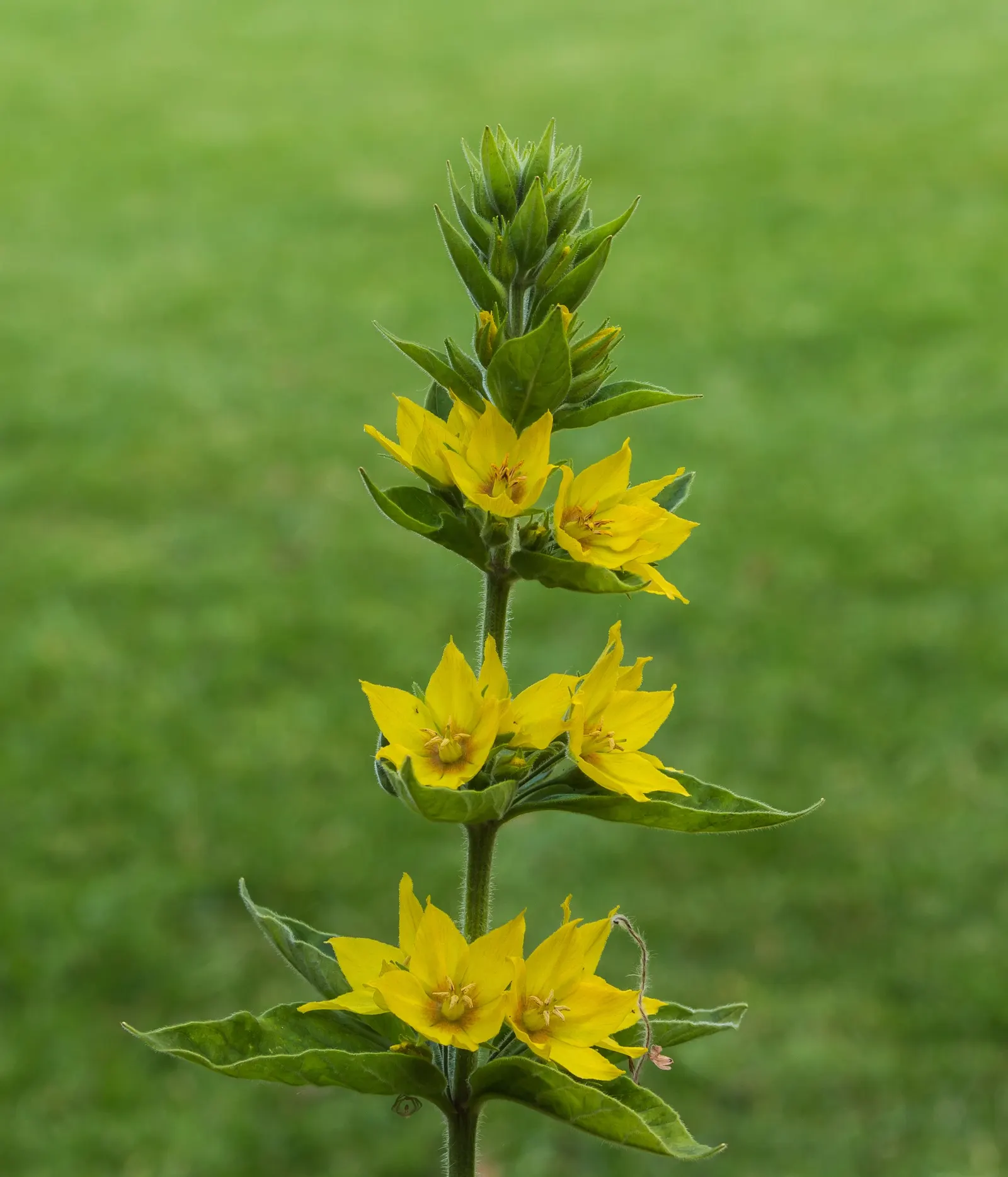 Yellow Loosestrife (Lysimachia Punctata) — Ideal for borders or waterside plantings; scientifically known as Lysimachia punctata, image 77