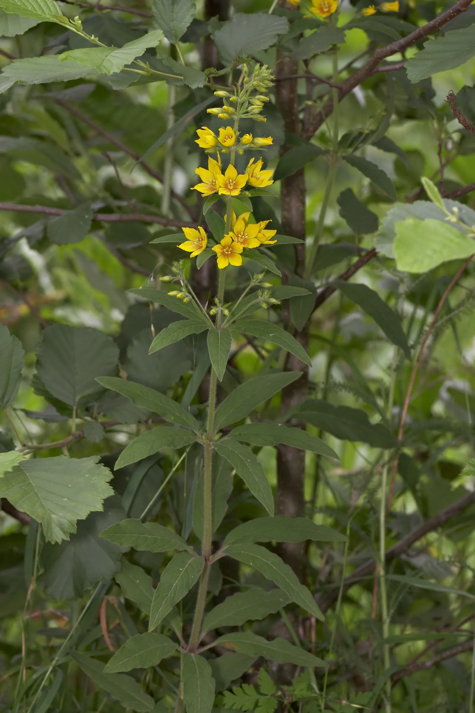 Yellow Loosestrife (Lysimachia Punctata) — and a bright pop of color that is particularly effective alongside blues and purples; it is hardy in USDA zones 4