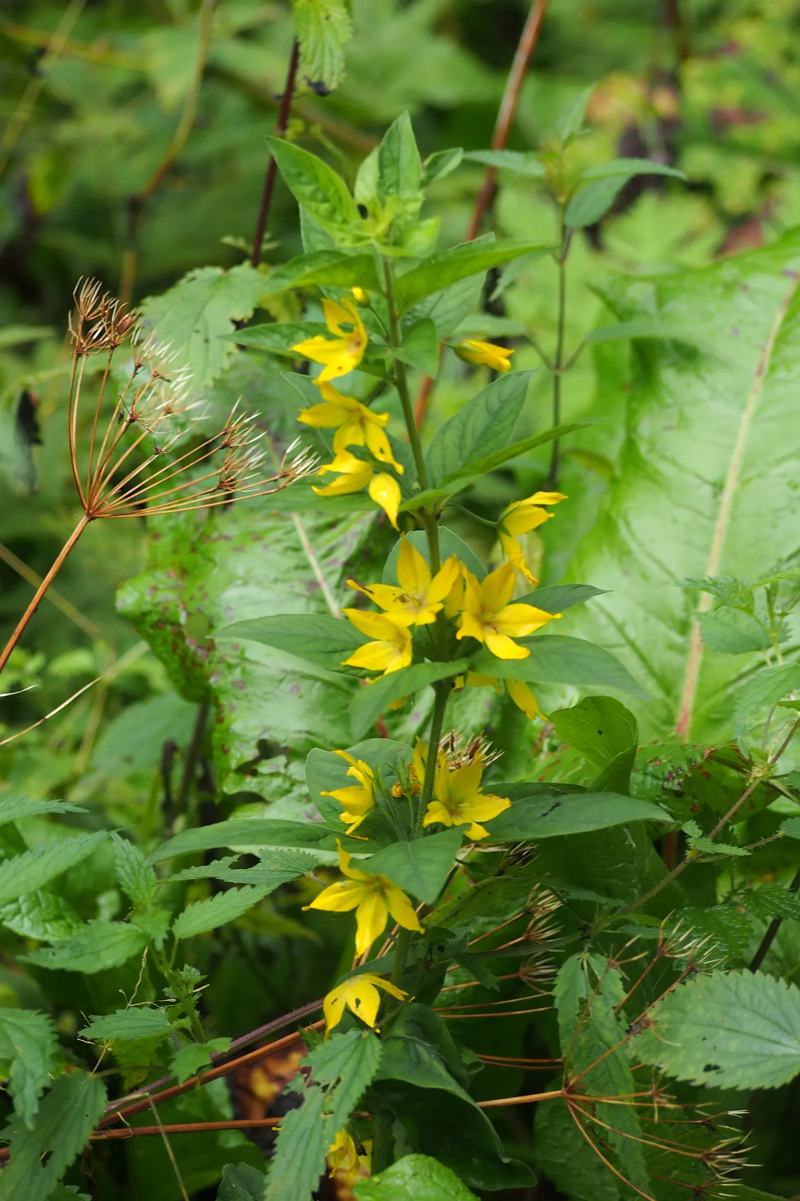 Yellow Loosestrife (Lysimachia Punctata) — Yellow Loosestrife produces an abundant display of star-shaped; perennial with yellow blooms, image 110