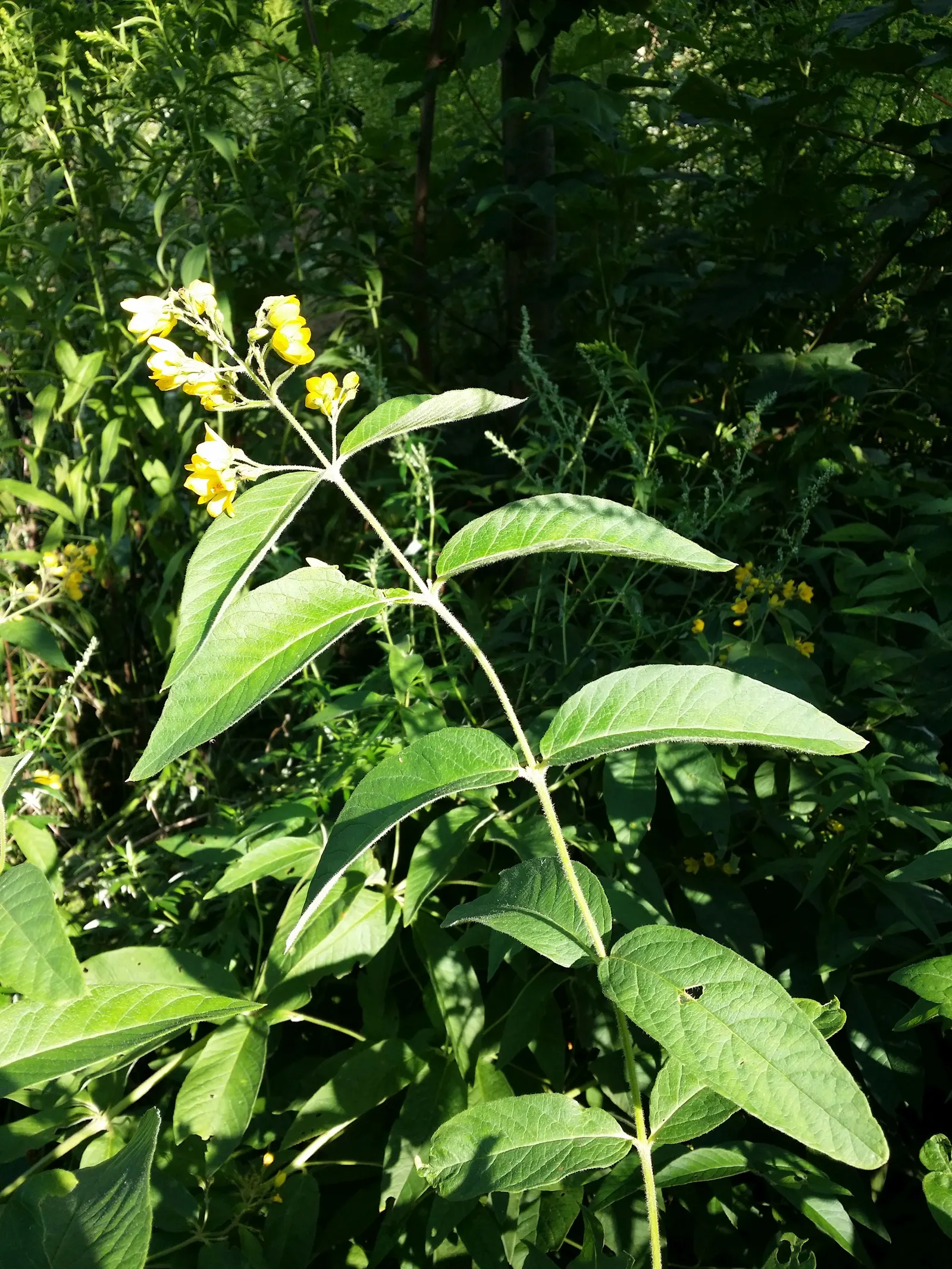 Yellow Loosestrife (Lysimachia Punctata) — Ideal for borders or waterside plantings; scientifically known as Lysimachia punctata, image 221