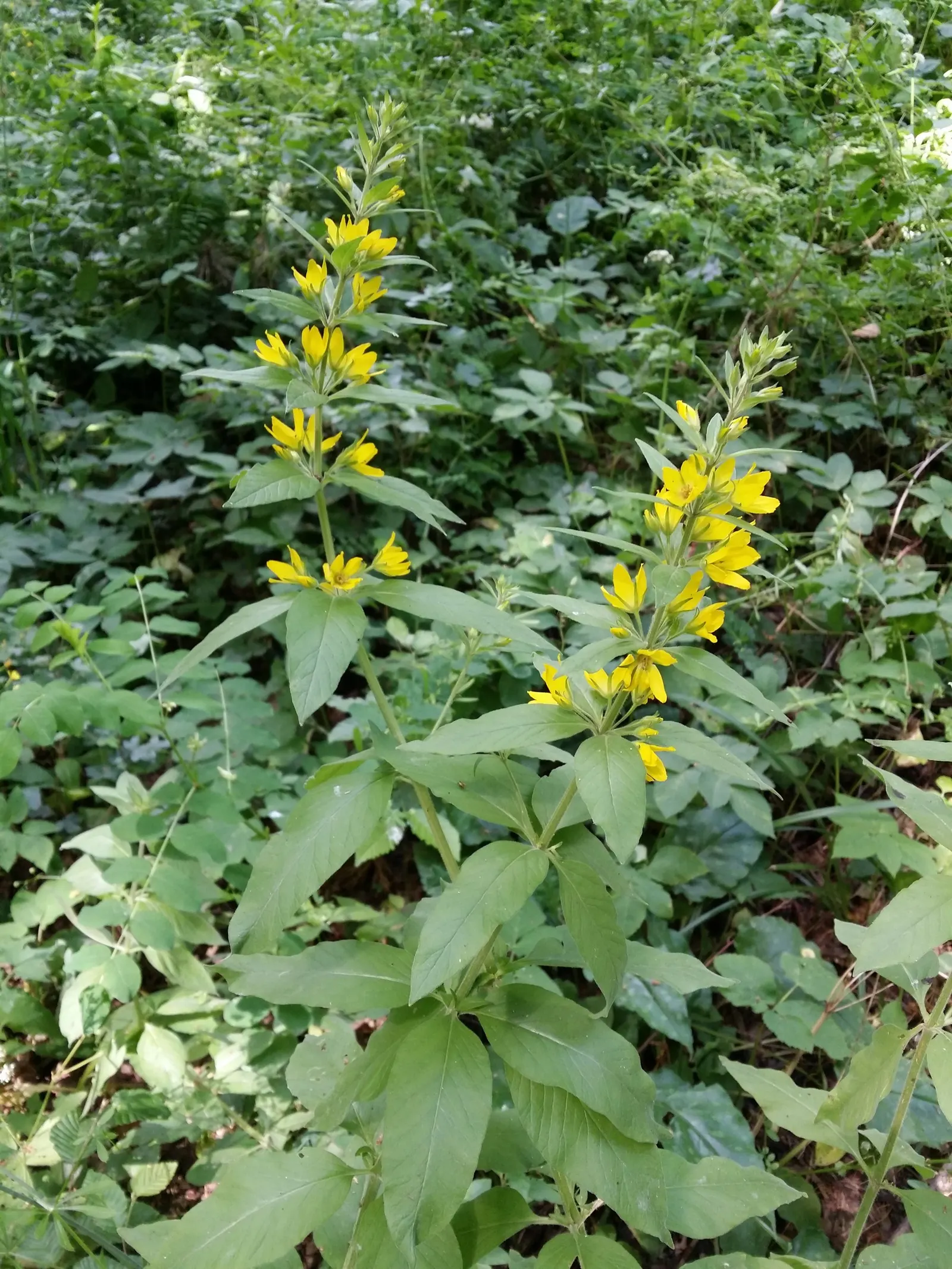Yellow Loosestrife (Lysimachia Punctata) — Yellow Loosestrife (Lysimachia punctata) is a herbaceous perennial renowned for its vivacious; this, image 169